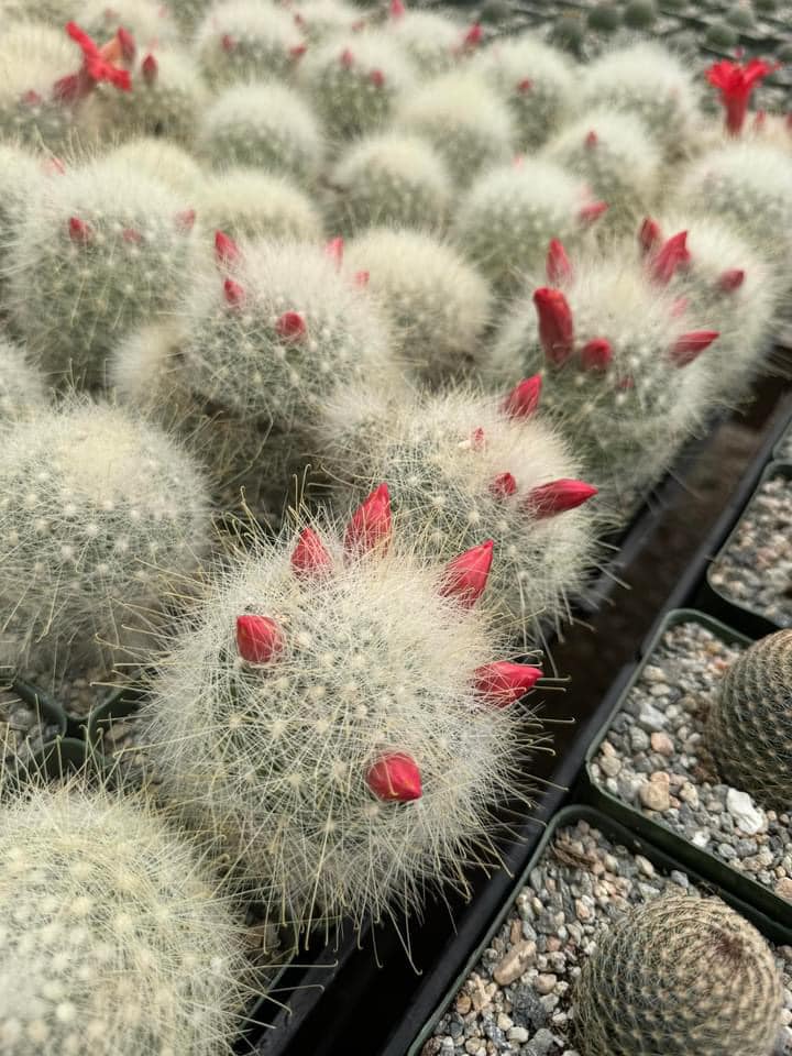 Mammillaria senilis