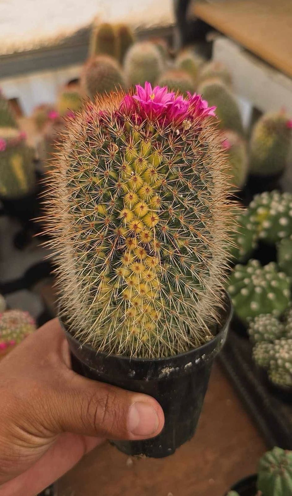Mammillaria spinosissima Variegada