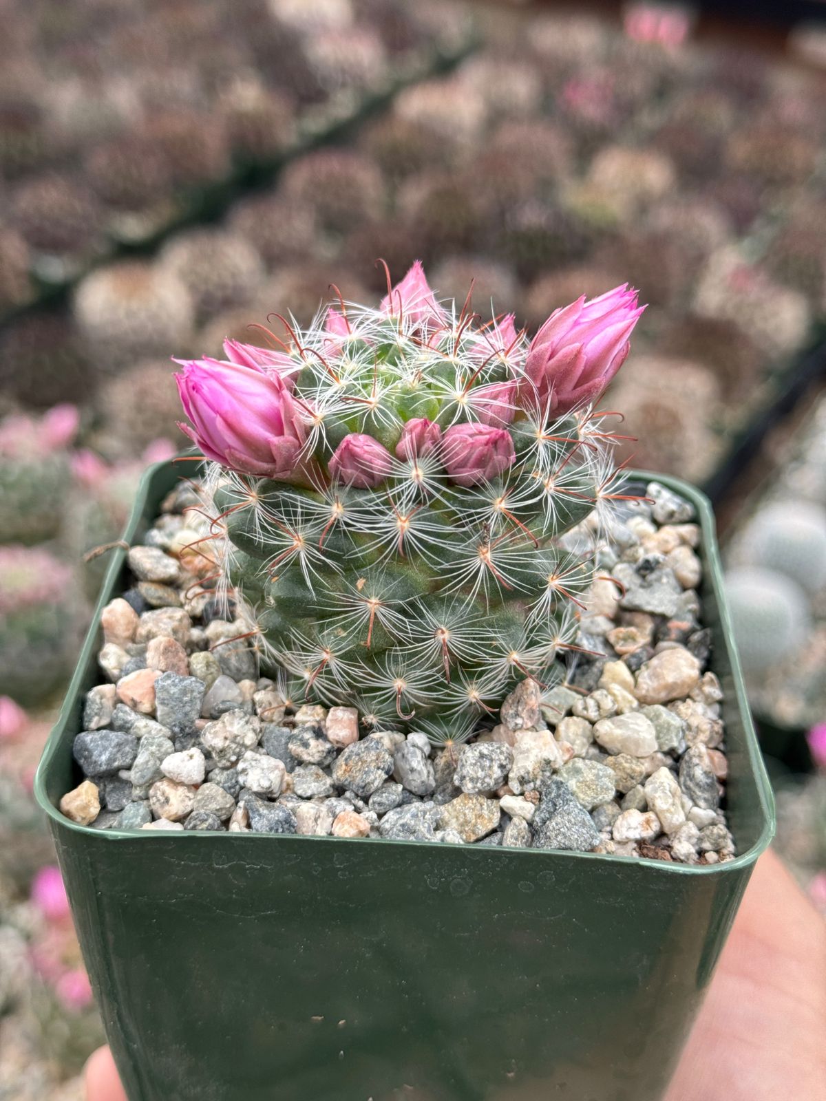 Manmillaria Stampferi