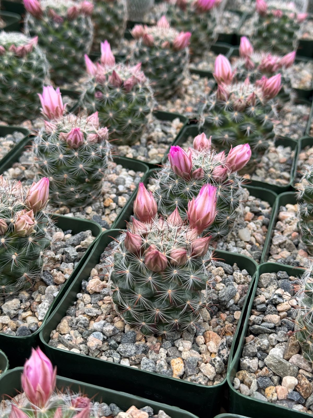 Manmillaria Stampferi