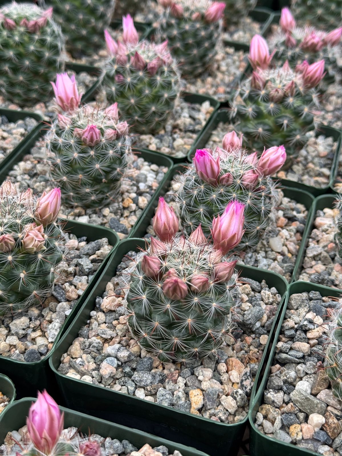 Manmillaria Stampferi