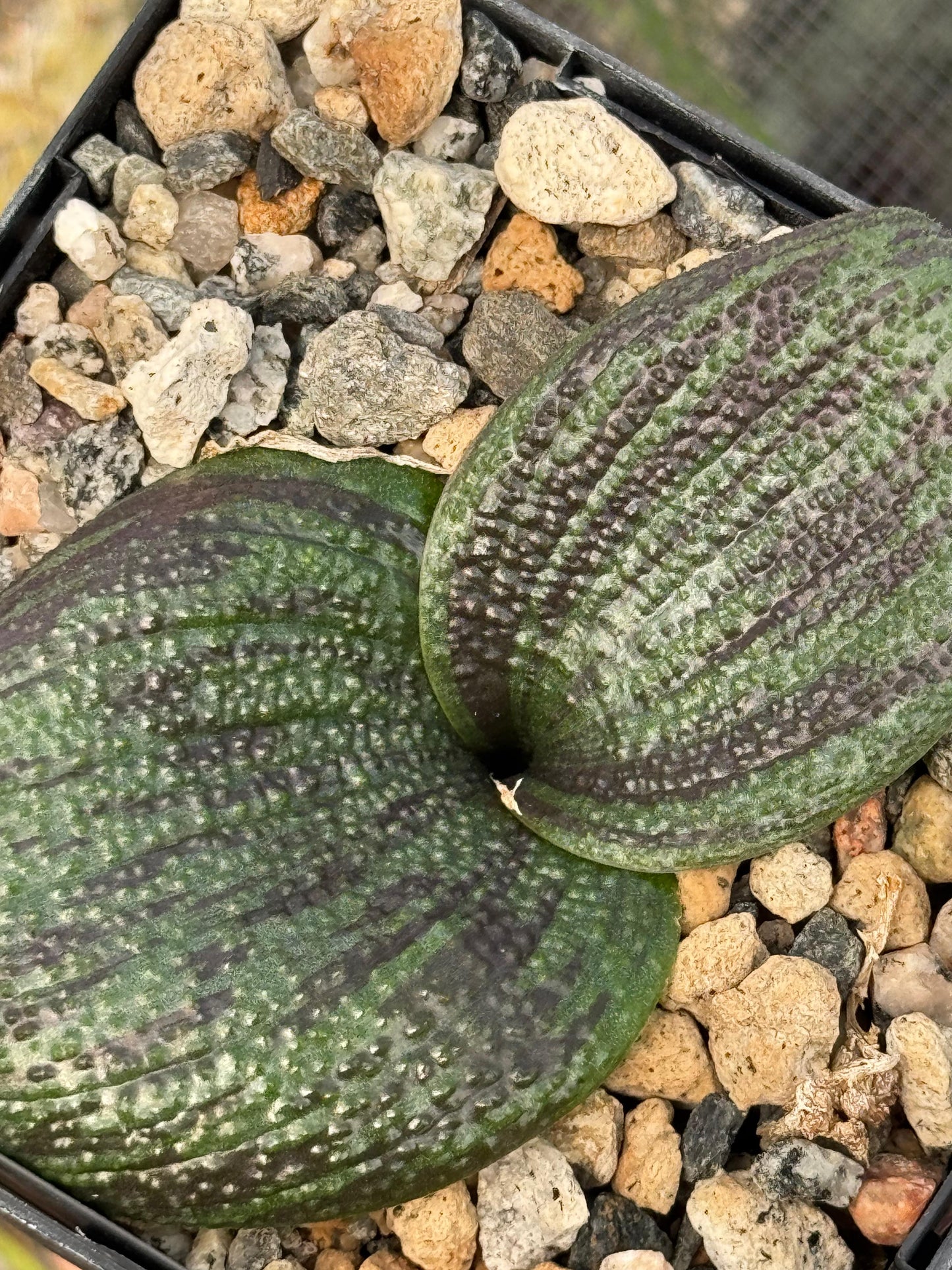 Massonia pustulata