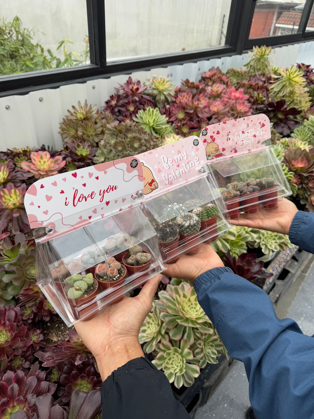 Mini invernadero edición San Valentín