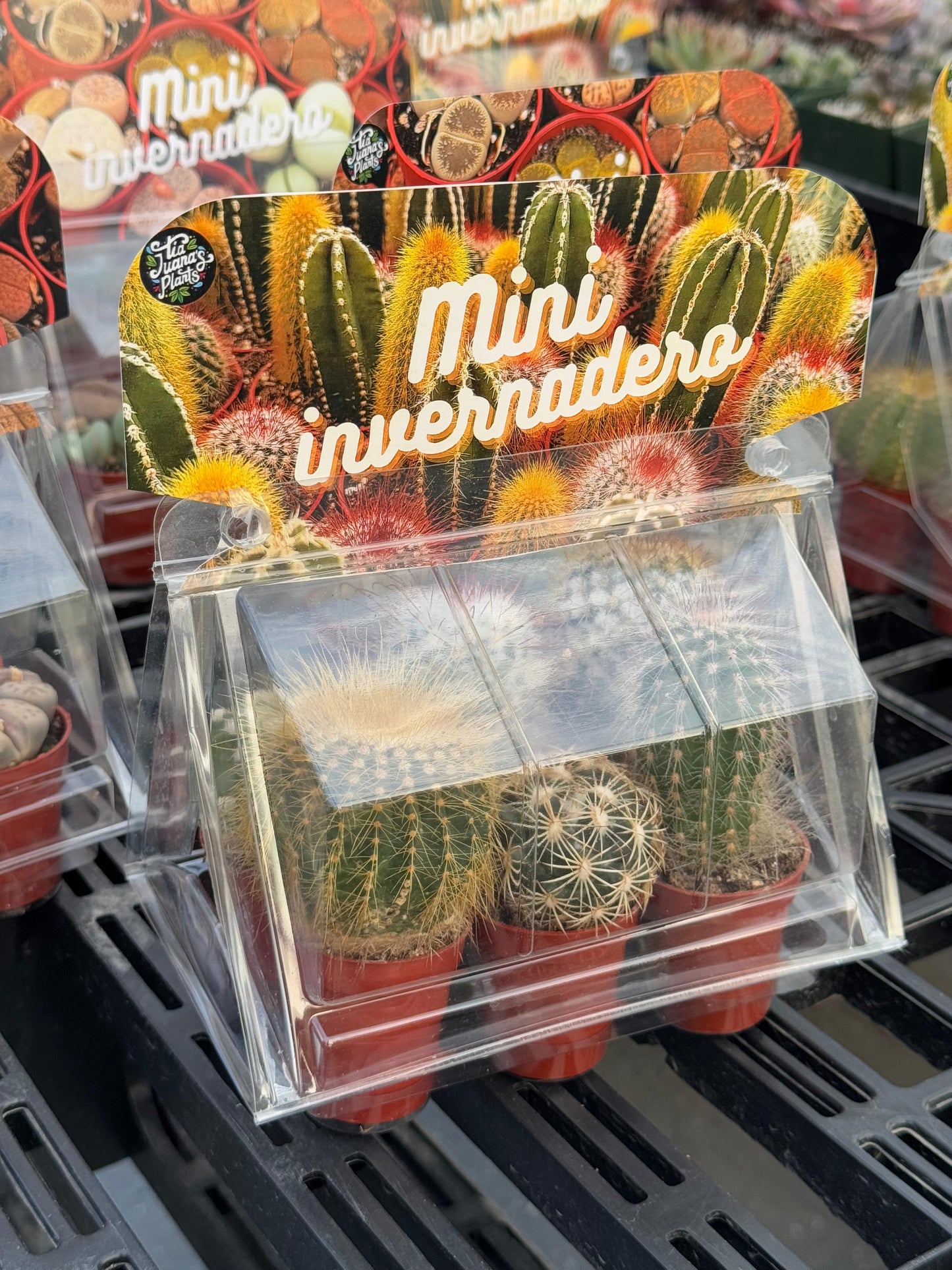 Mini invernadero six (cactus o africanas)