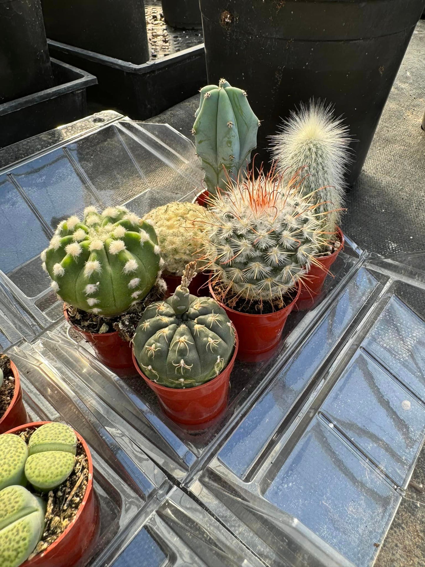 Mini invernadero six (cactus o africanas)