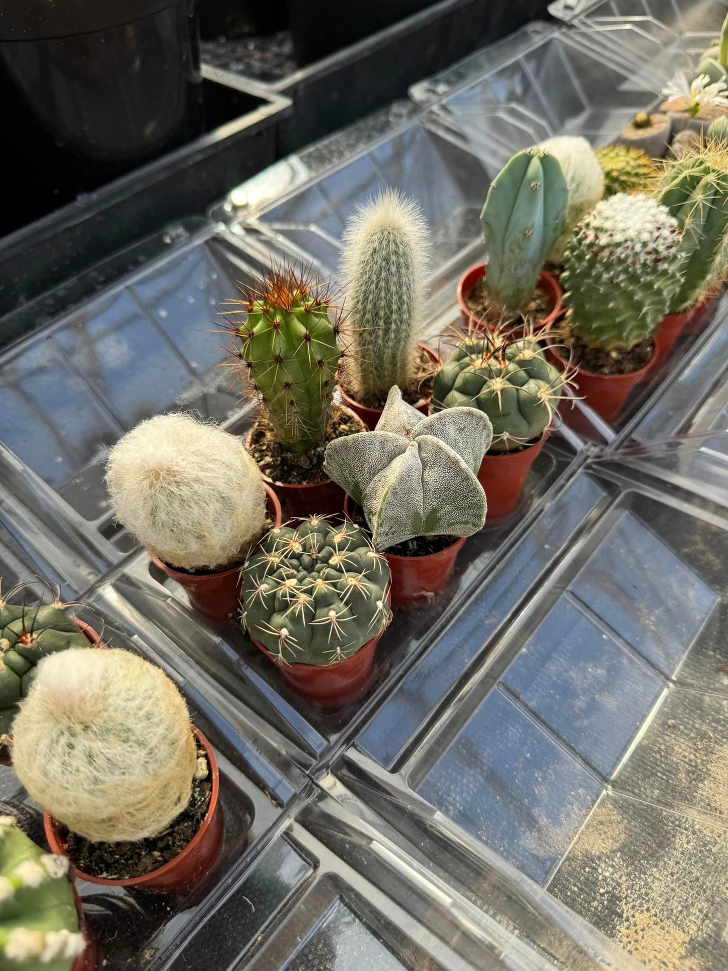 Mini invernadero six (cactus o africanas)
