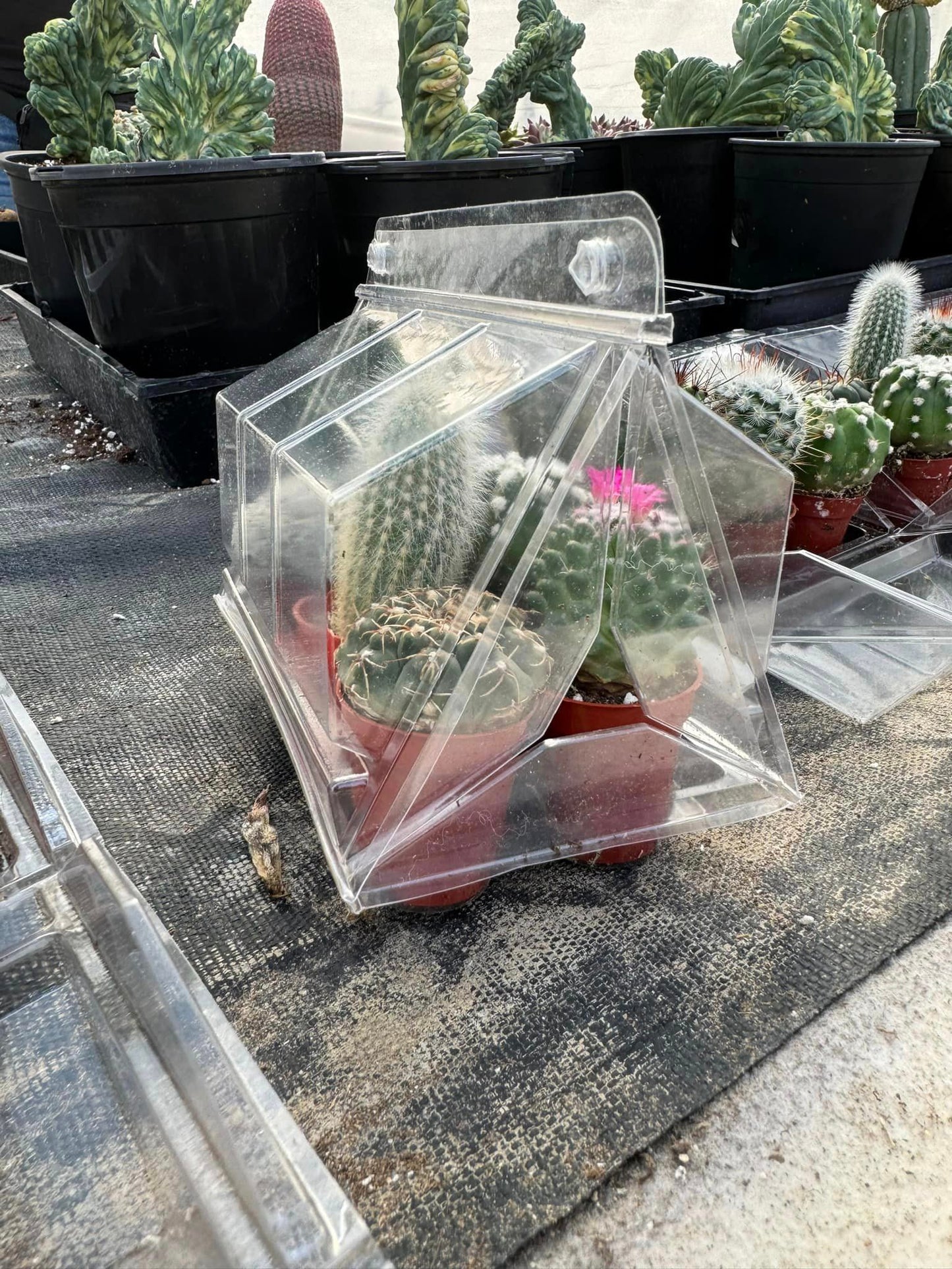 Mini invernadero six (cactus o africanas)