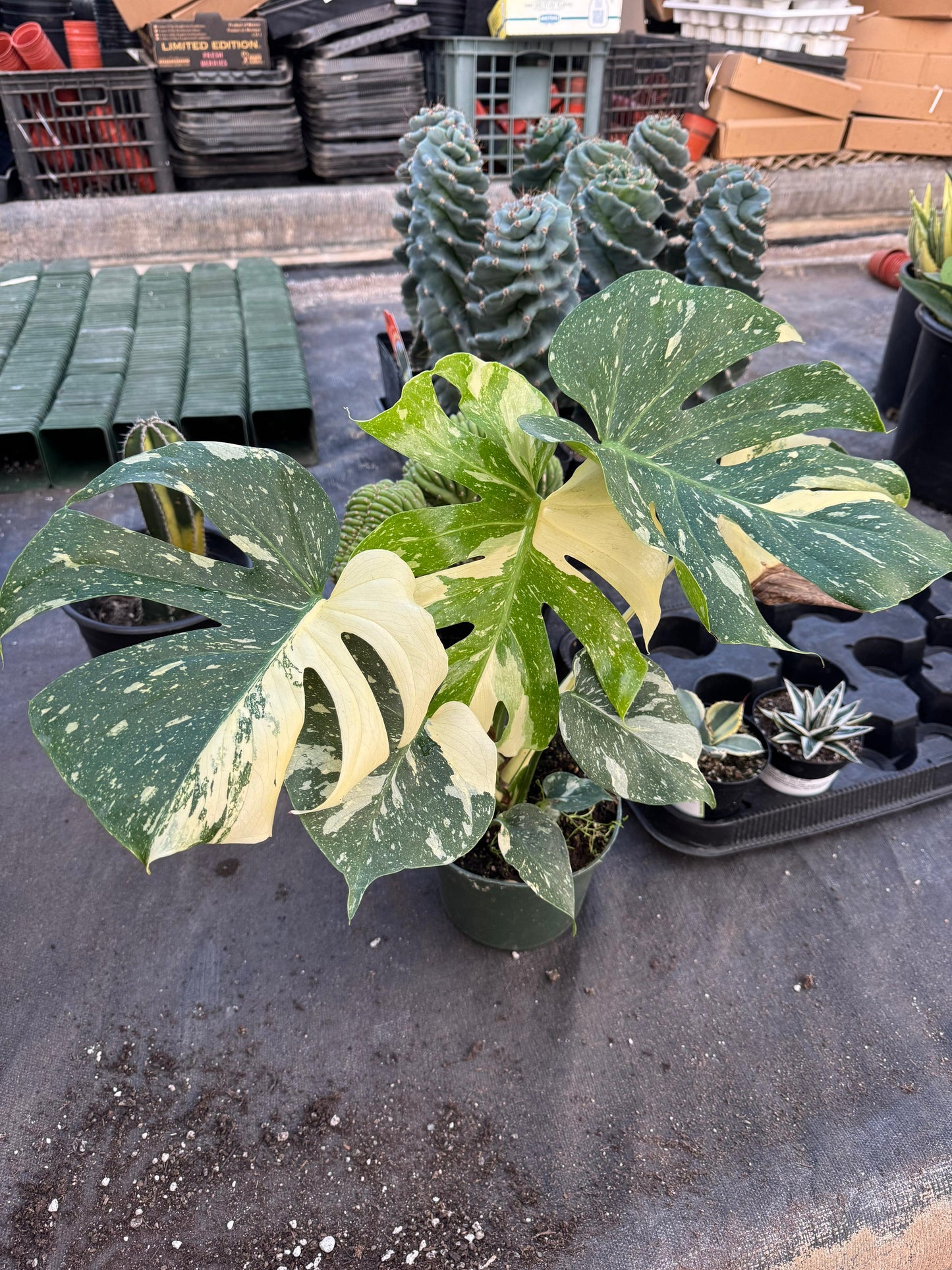 Monstera thai Variegada 6”
