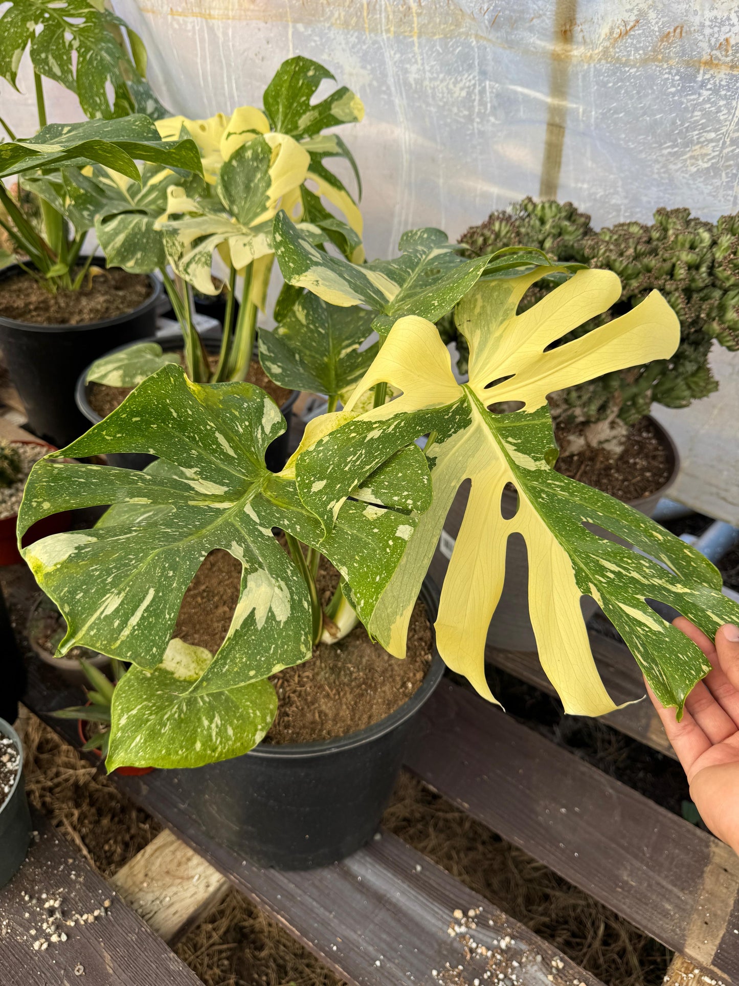Monstera thai Variegada 8”