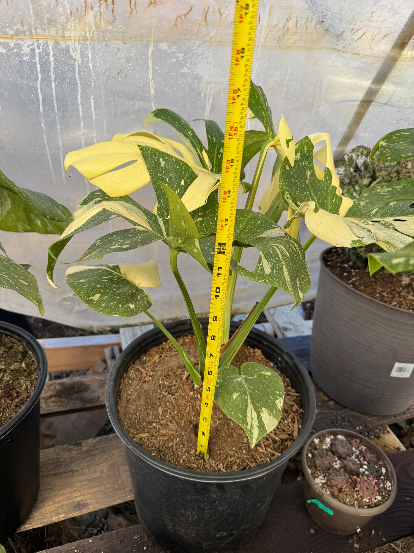 Monstera thai Variegada 8”