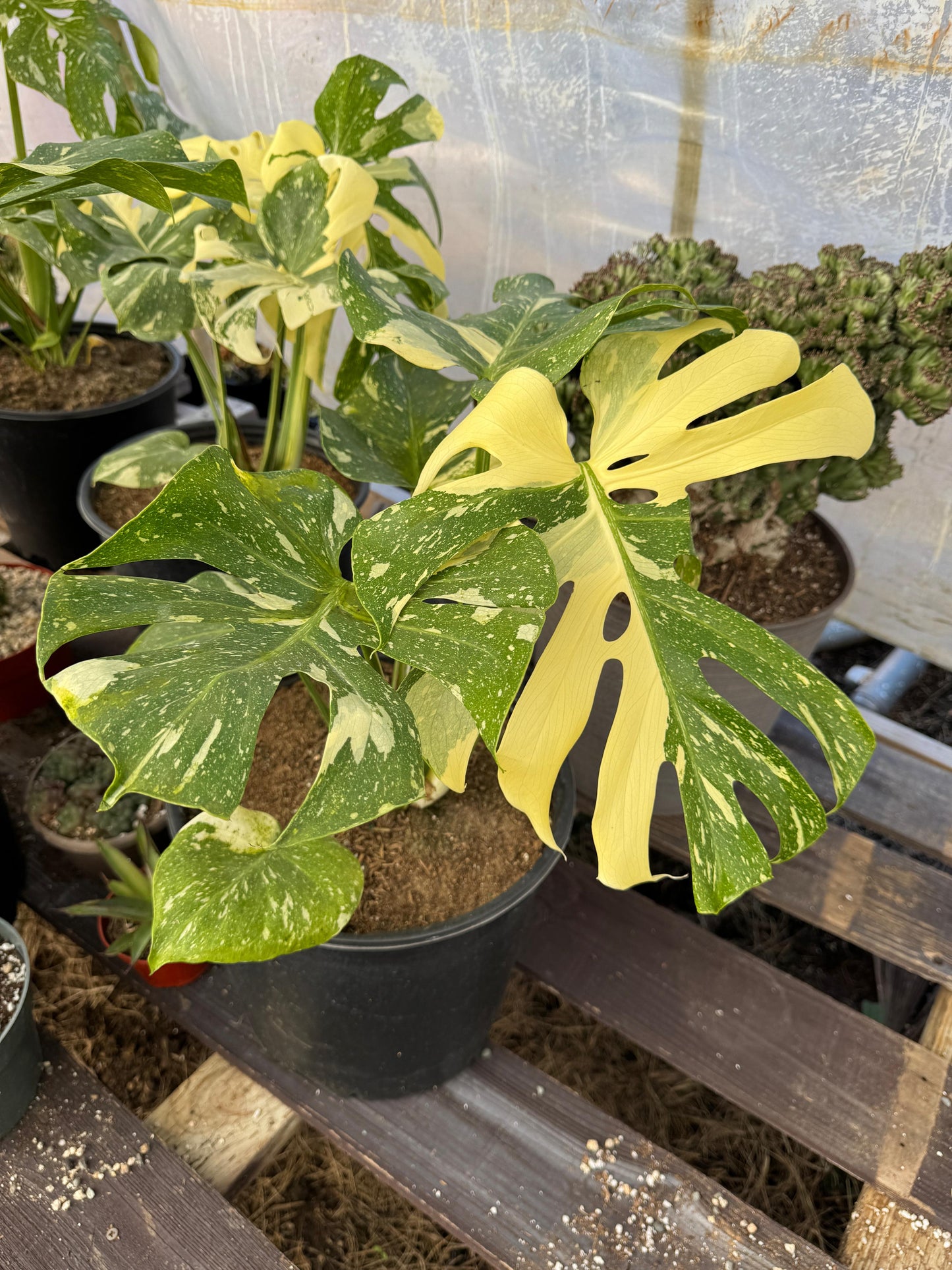 Monstera thai Variegada 8”