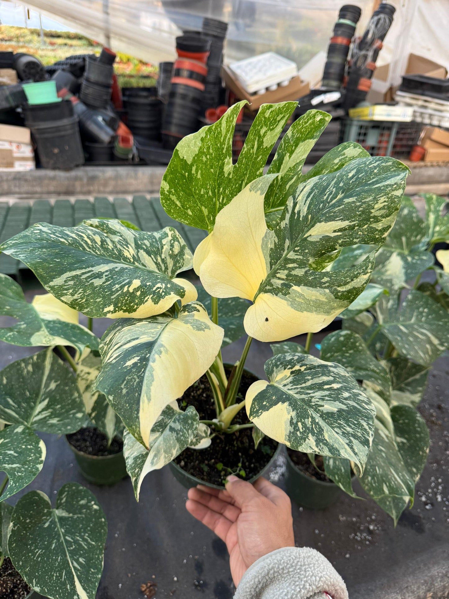 Monstera thai Variegada 6”