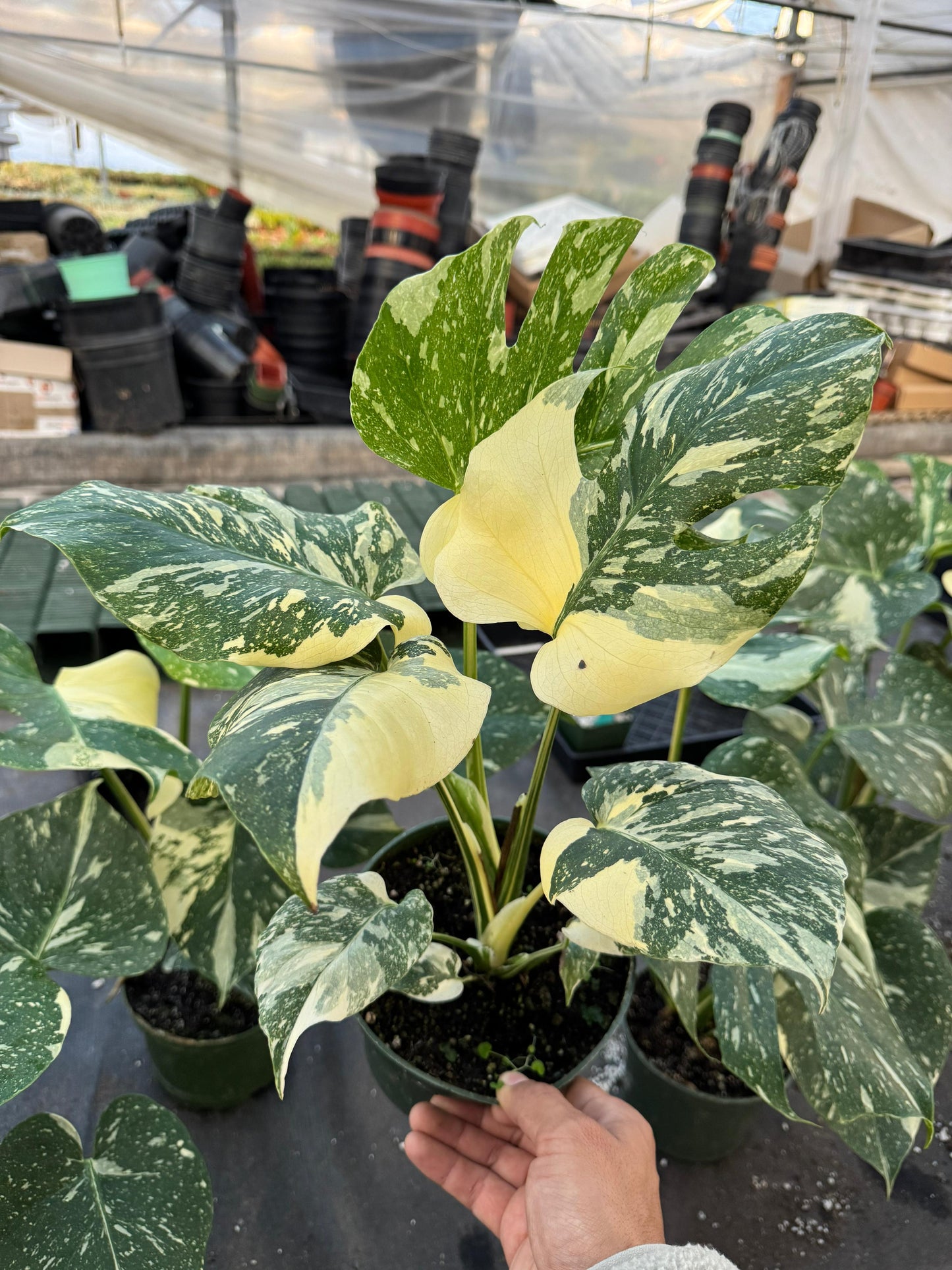 Monstera thai Variegada 6”
