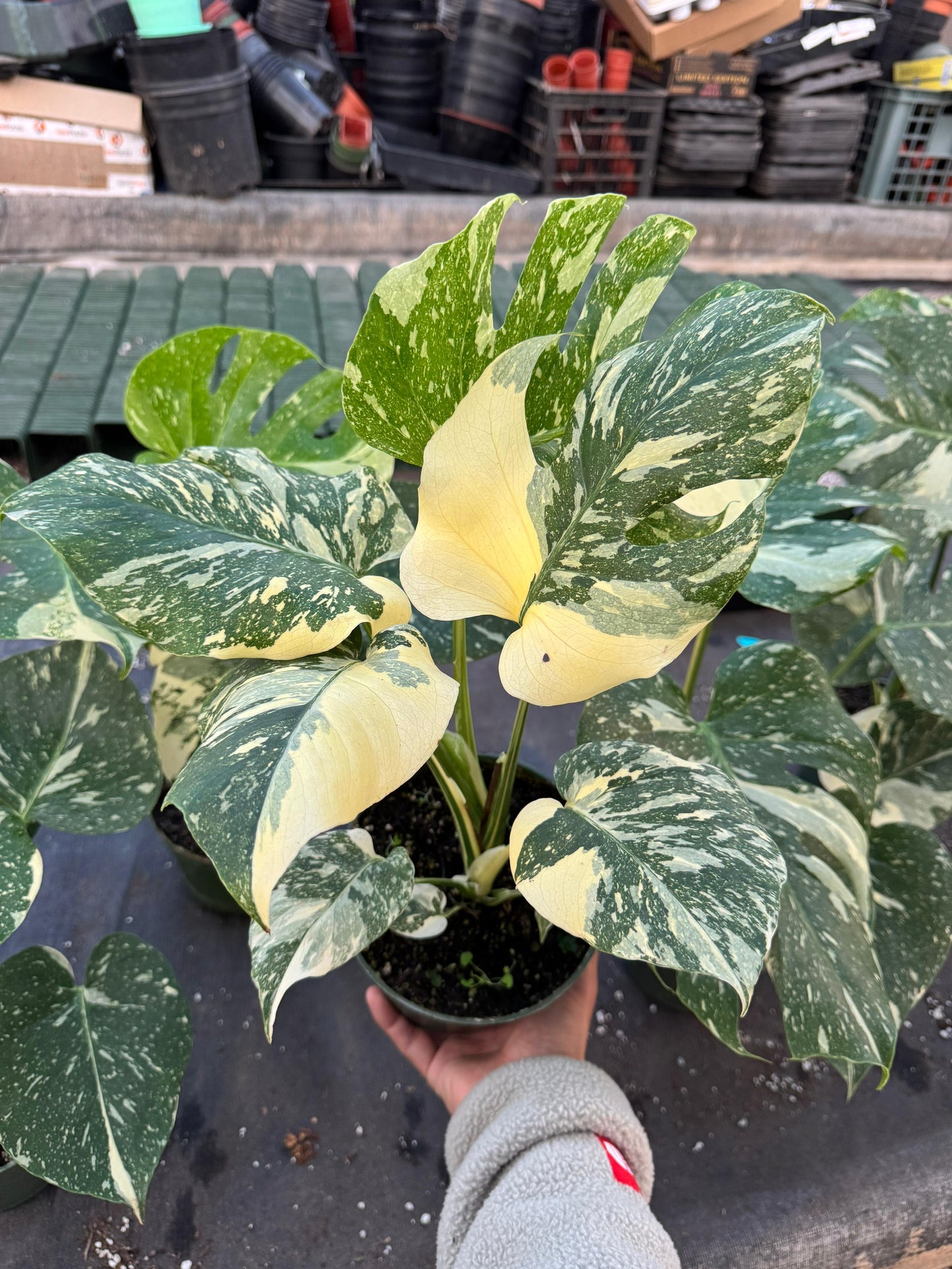 Monstera thai Variegada 6”
