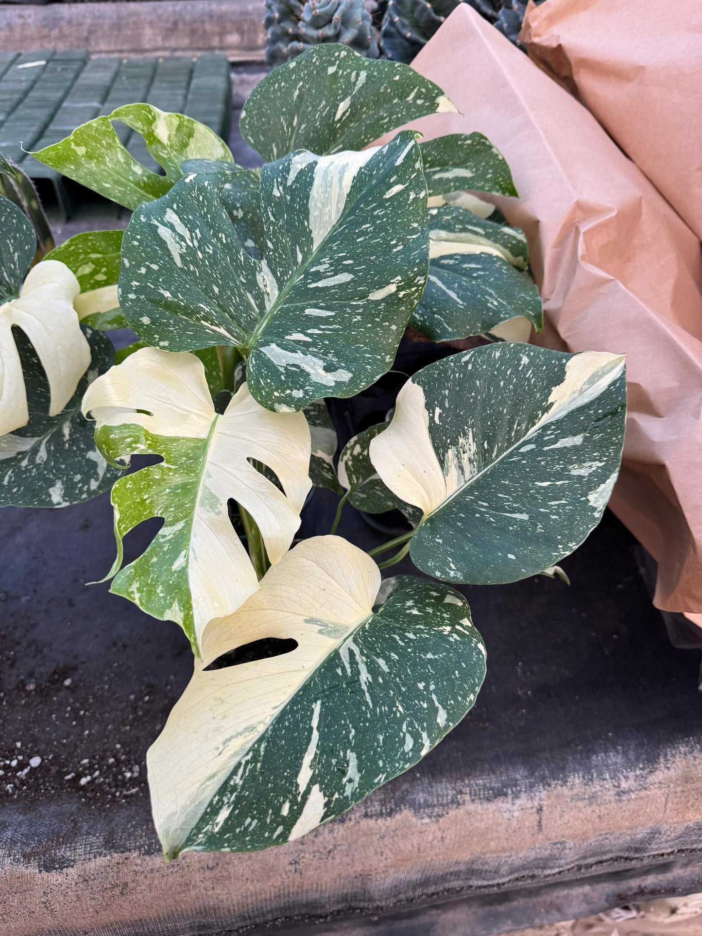 Monstera thai Variegada 6”