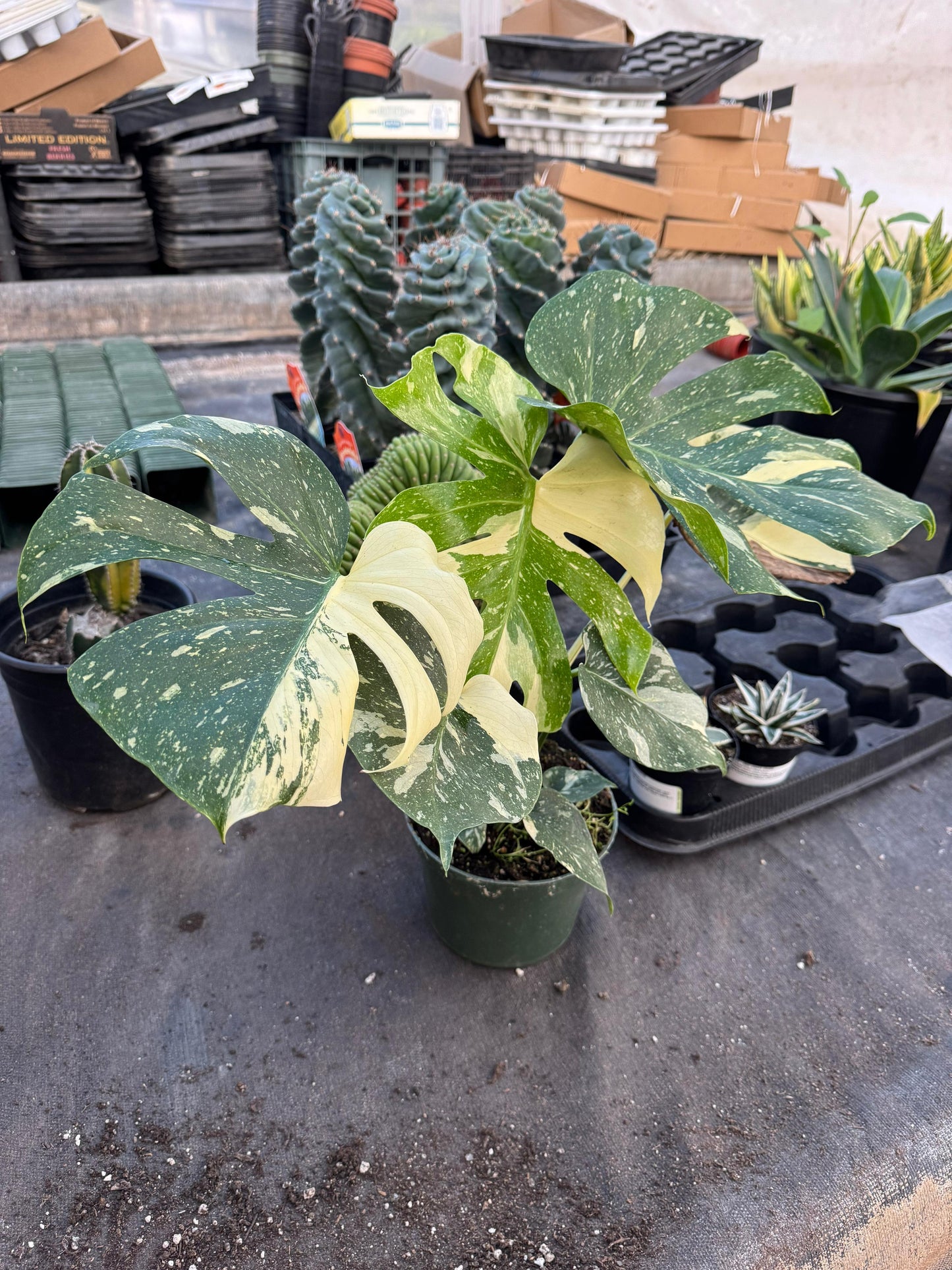 Monstera thai Variegada 6”