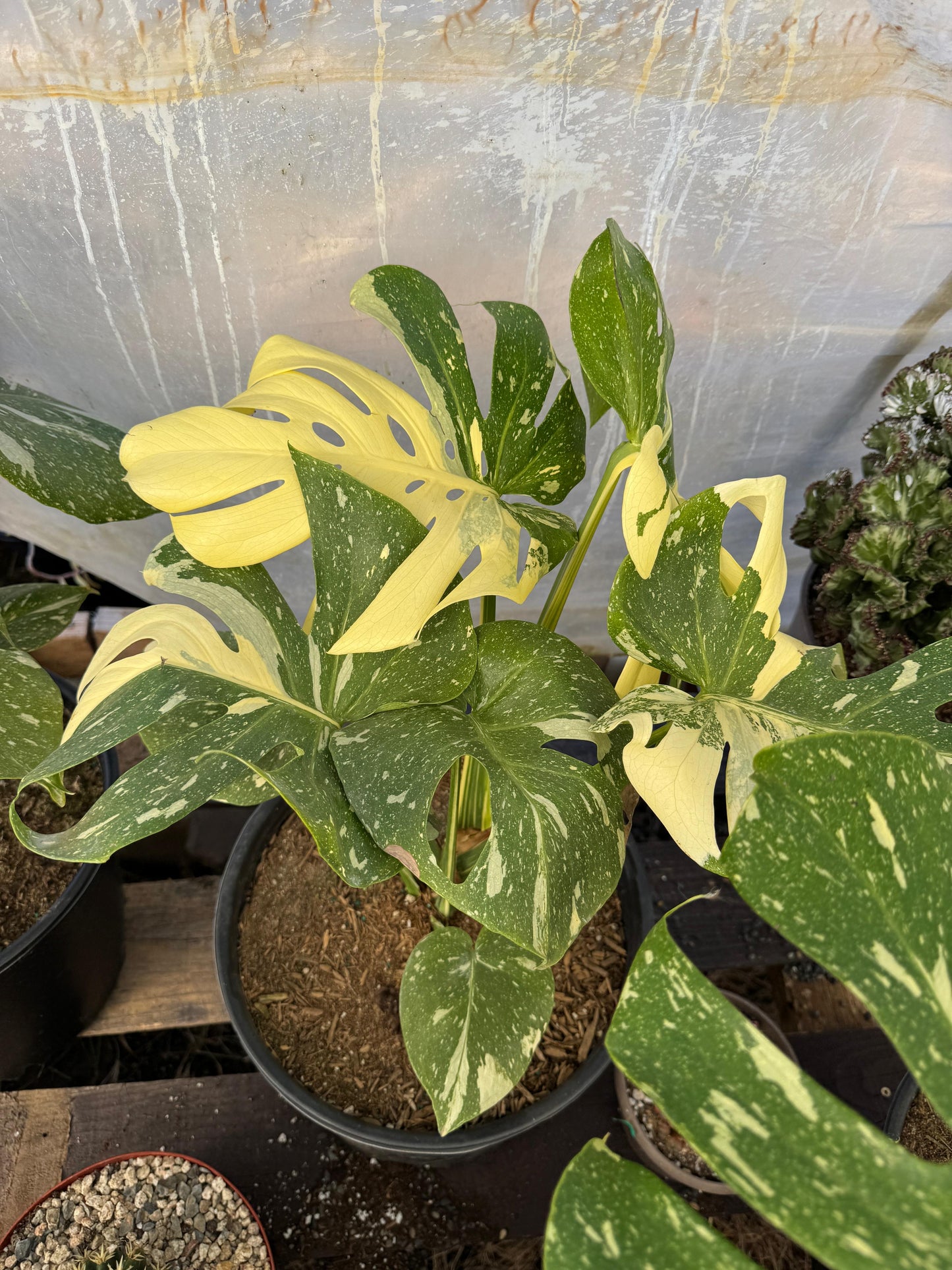 Monstera thai Variegada 8”