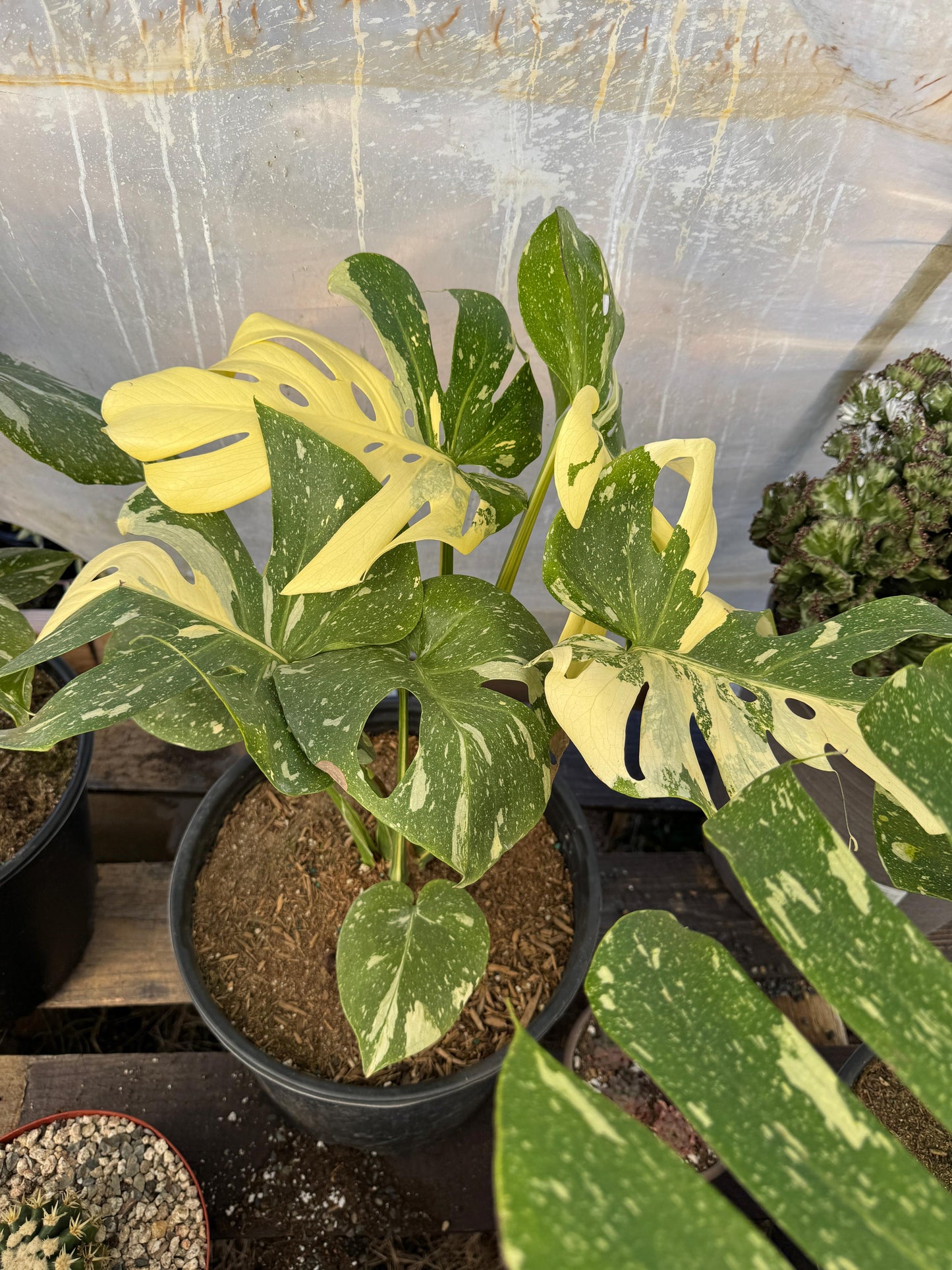 Monstera thai Variegada 8”