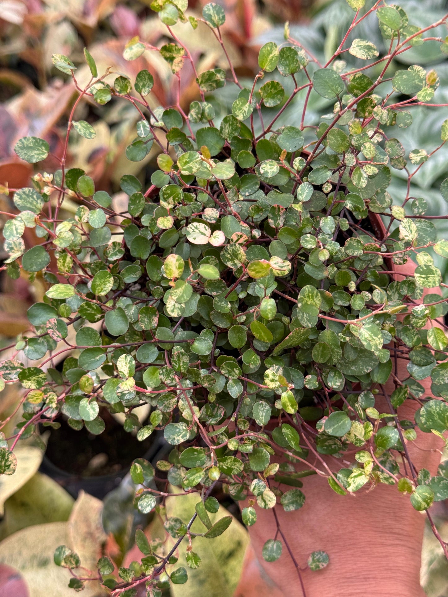 Muehlenbeckia complexa Variegada