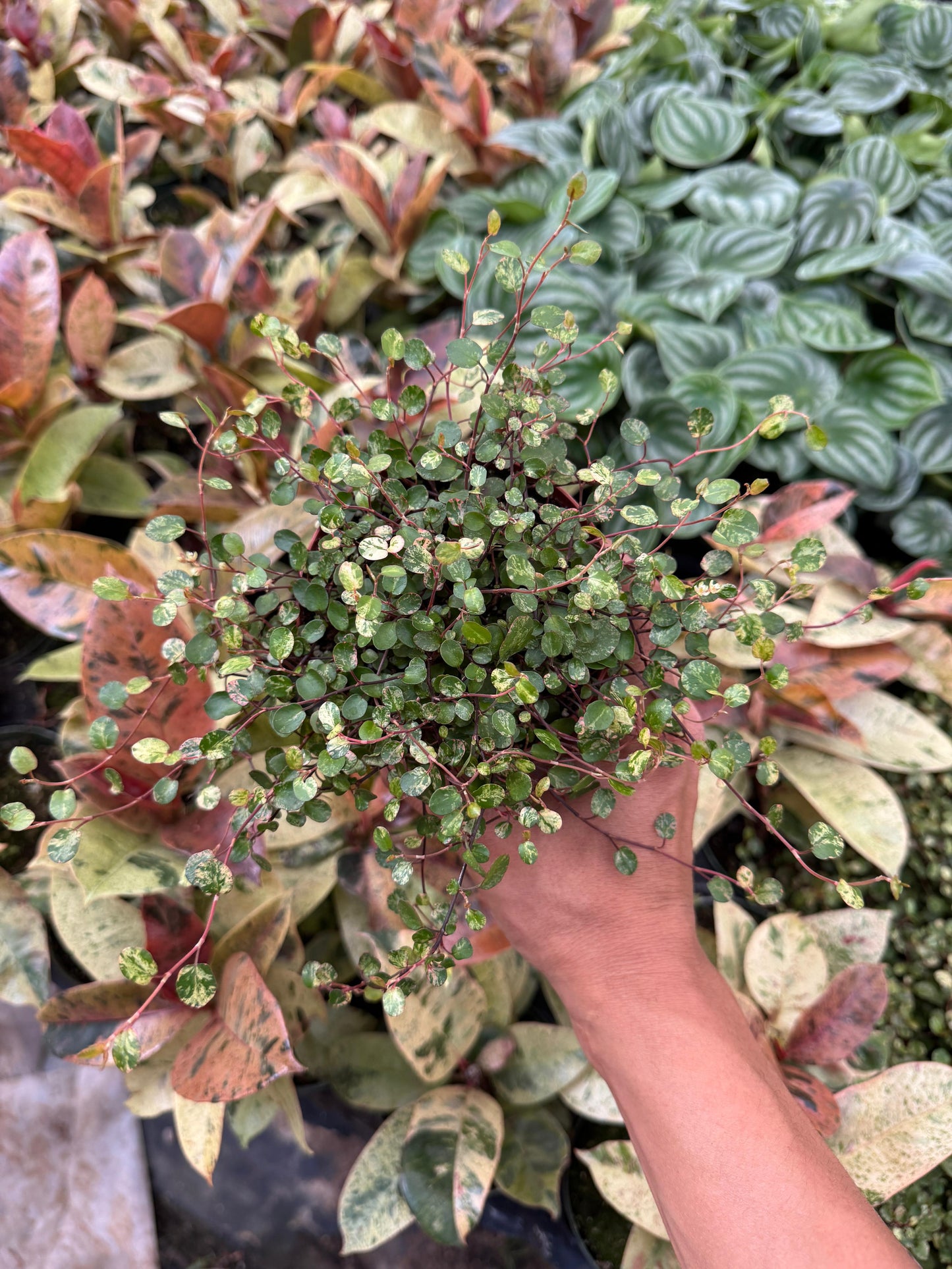 Muehlenbeckia complexa Variegada