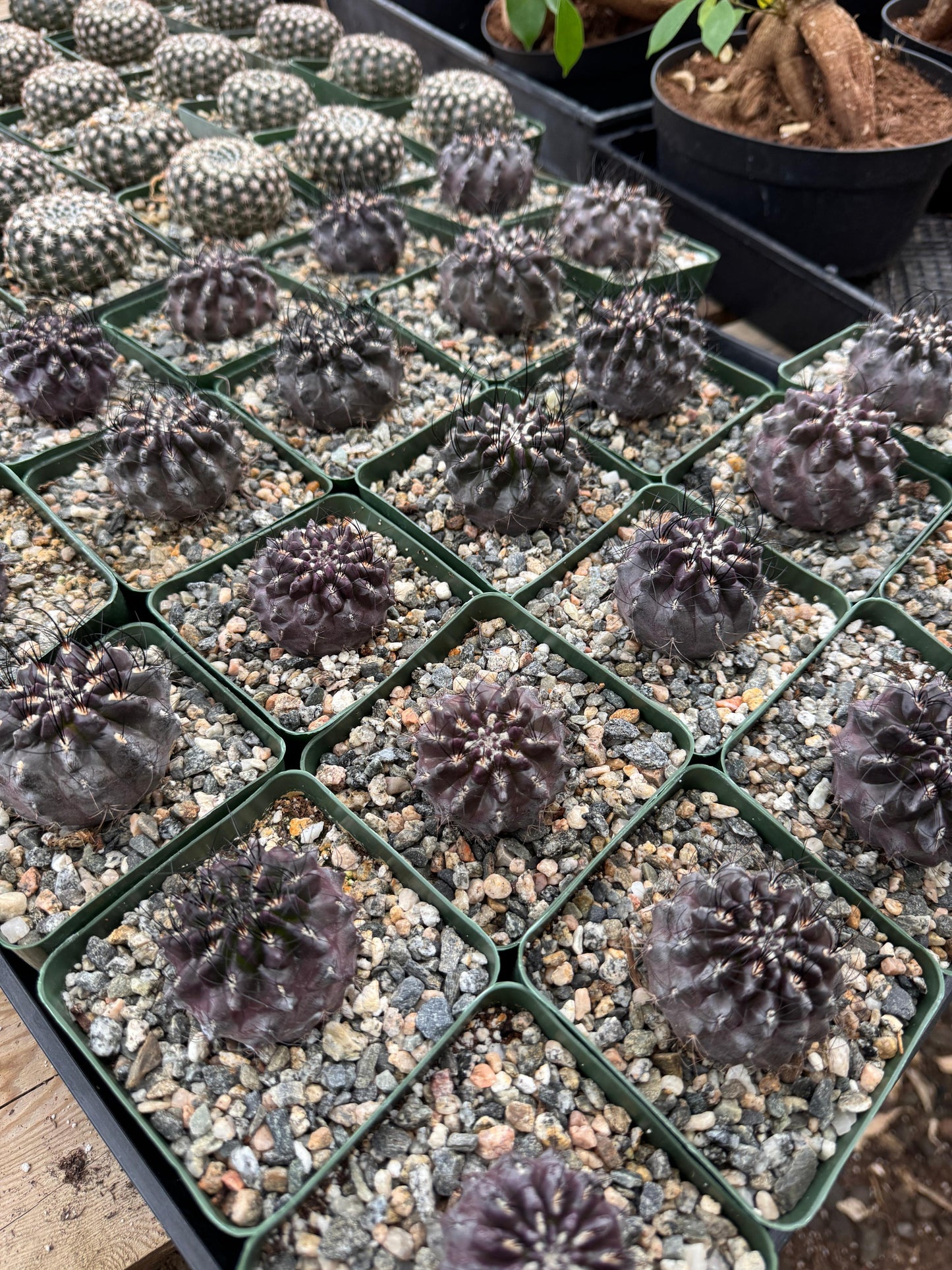 Neochilenia nigriscoparia