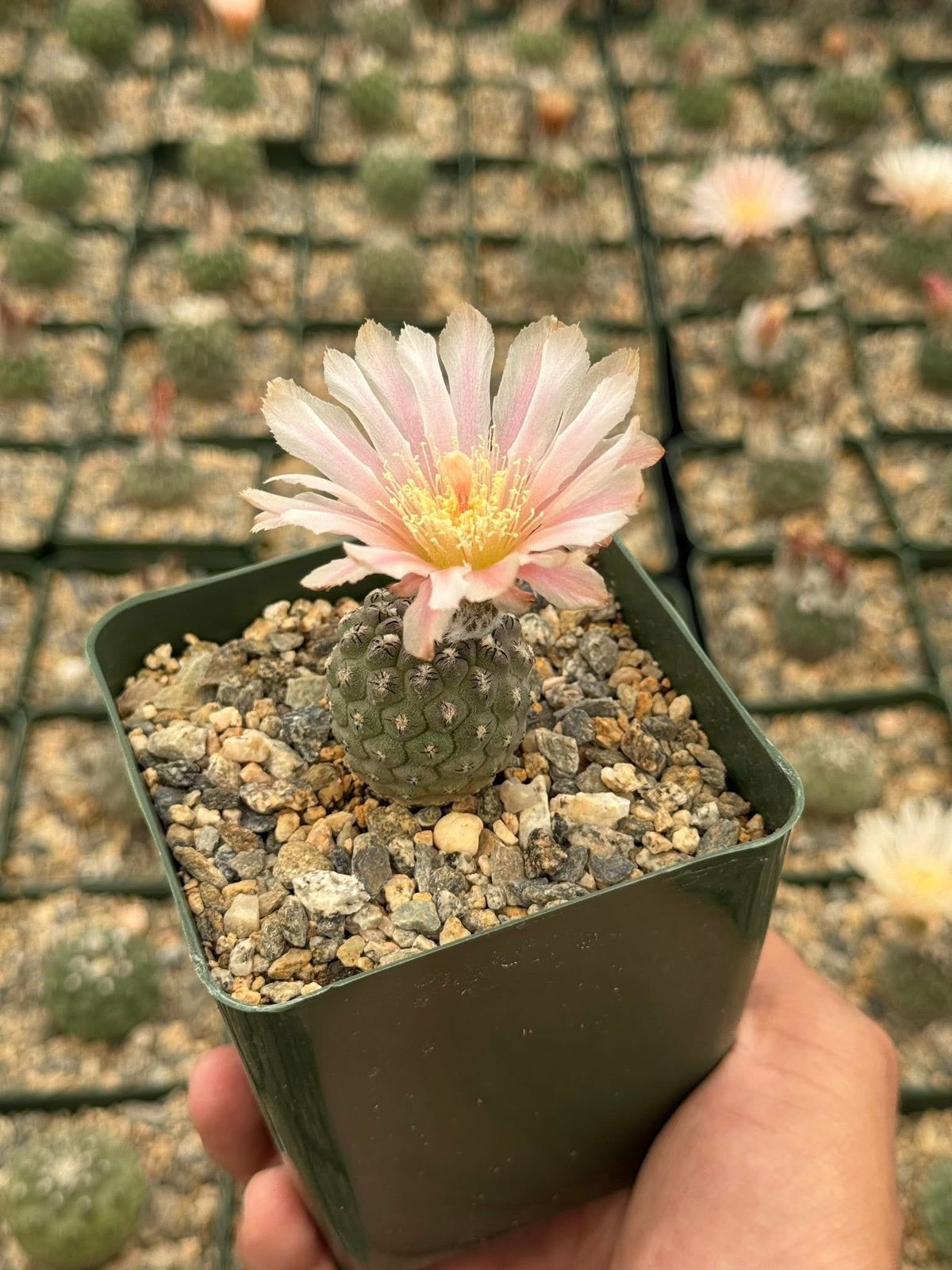 Neochilenia napina