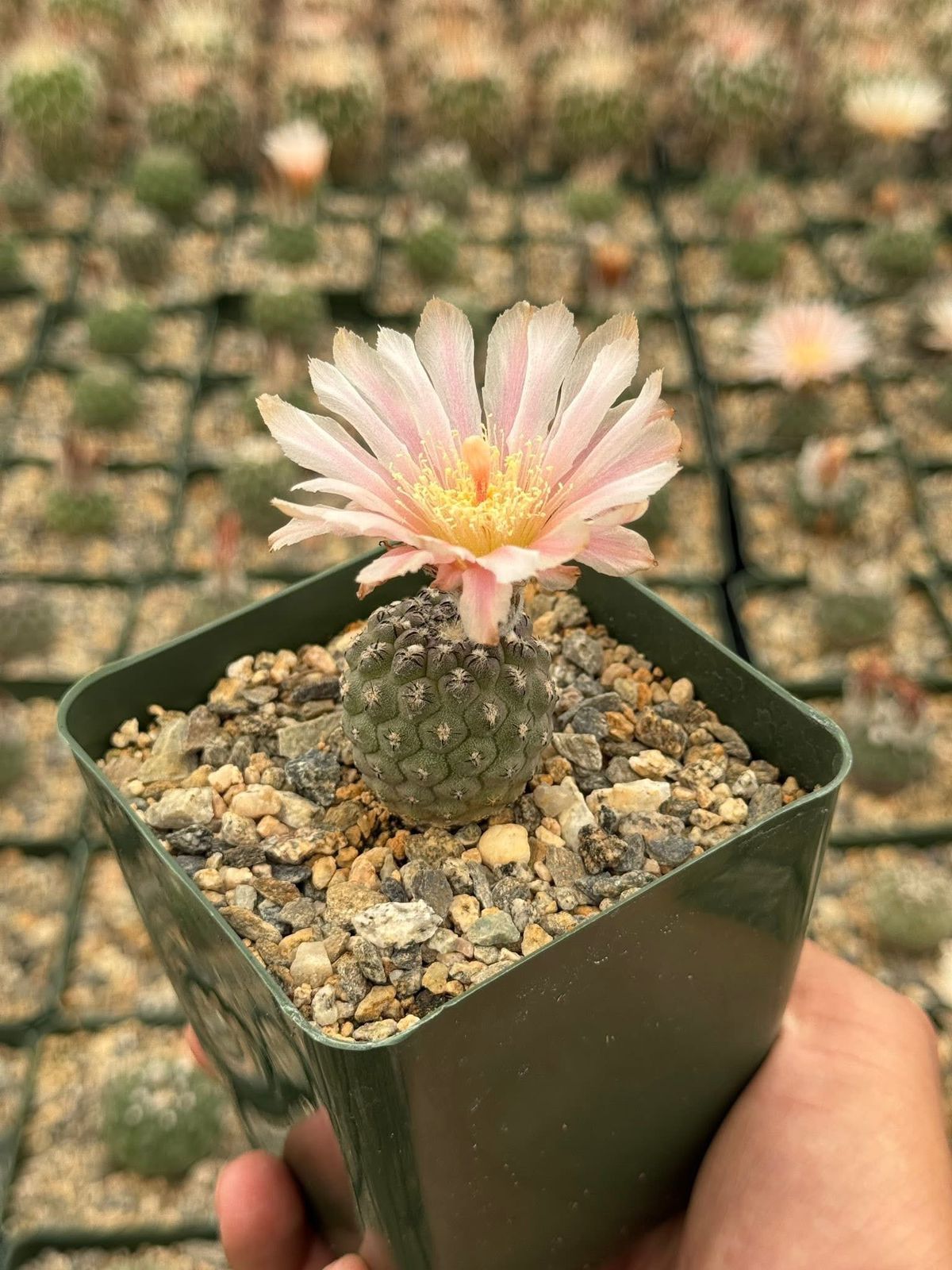 Neochilenia napina