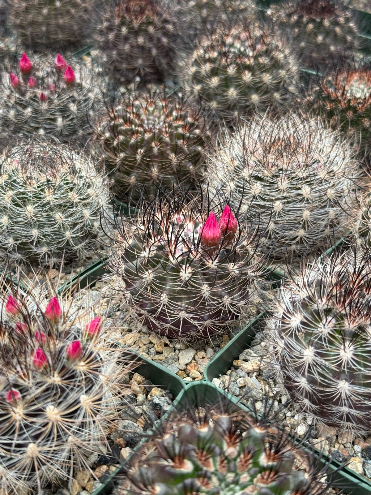 Neoporteria Multicolor