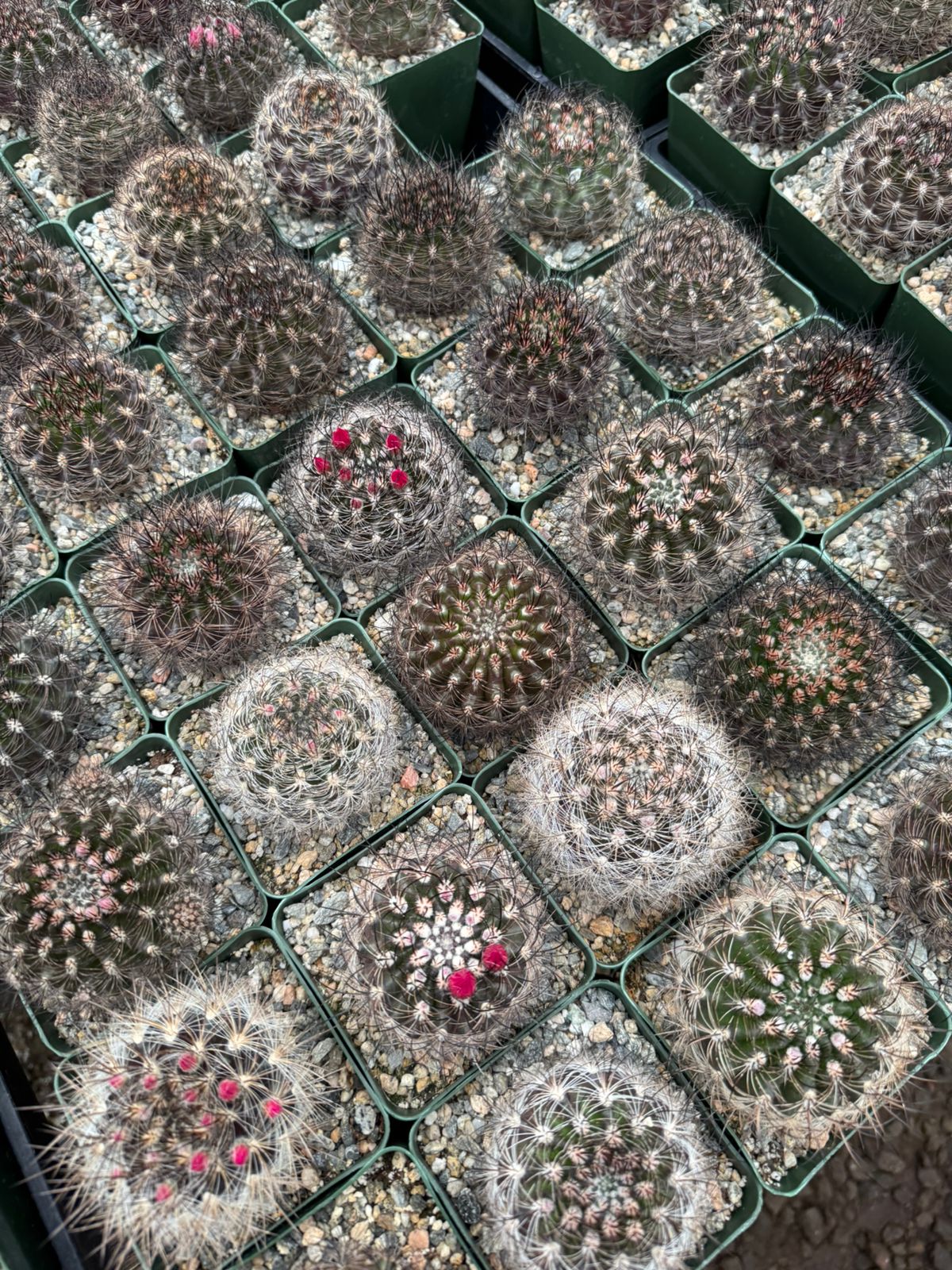Neoporteria nidus f. Senilis