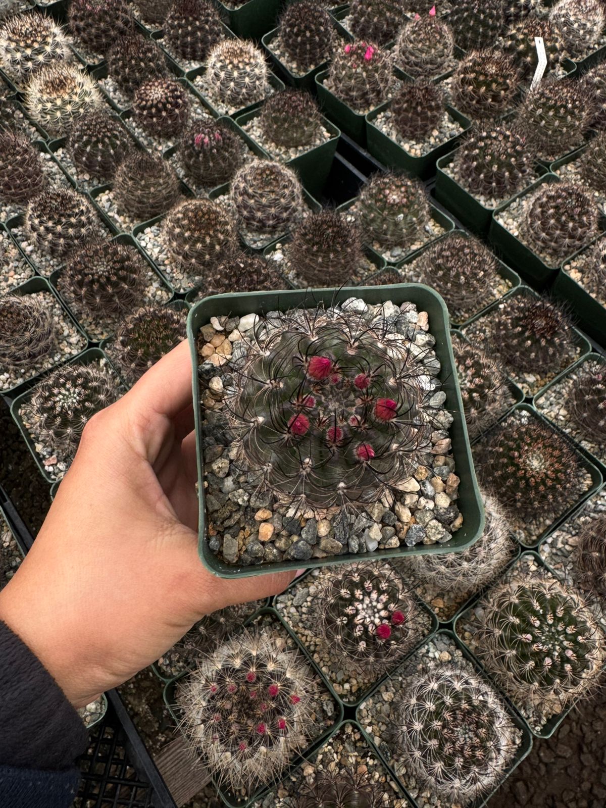 Neoporteria nidus f. Senilis
