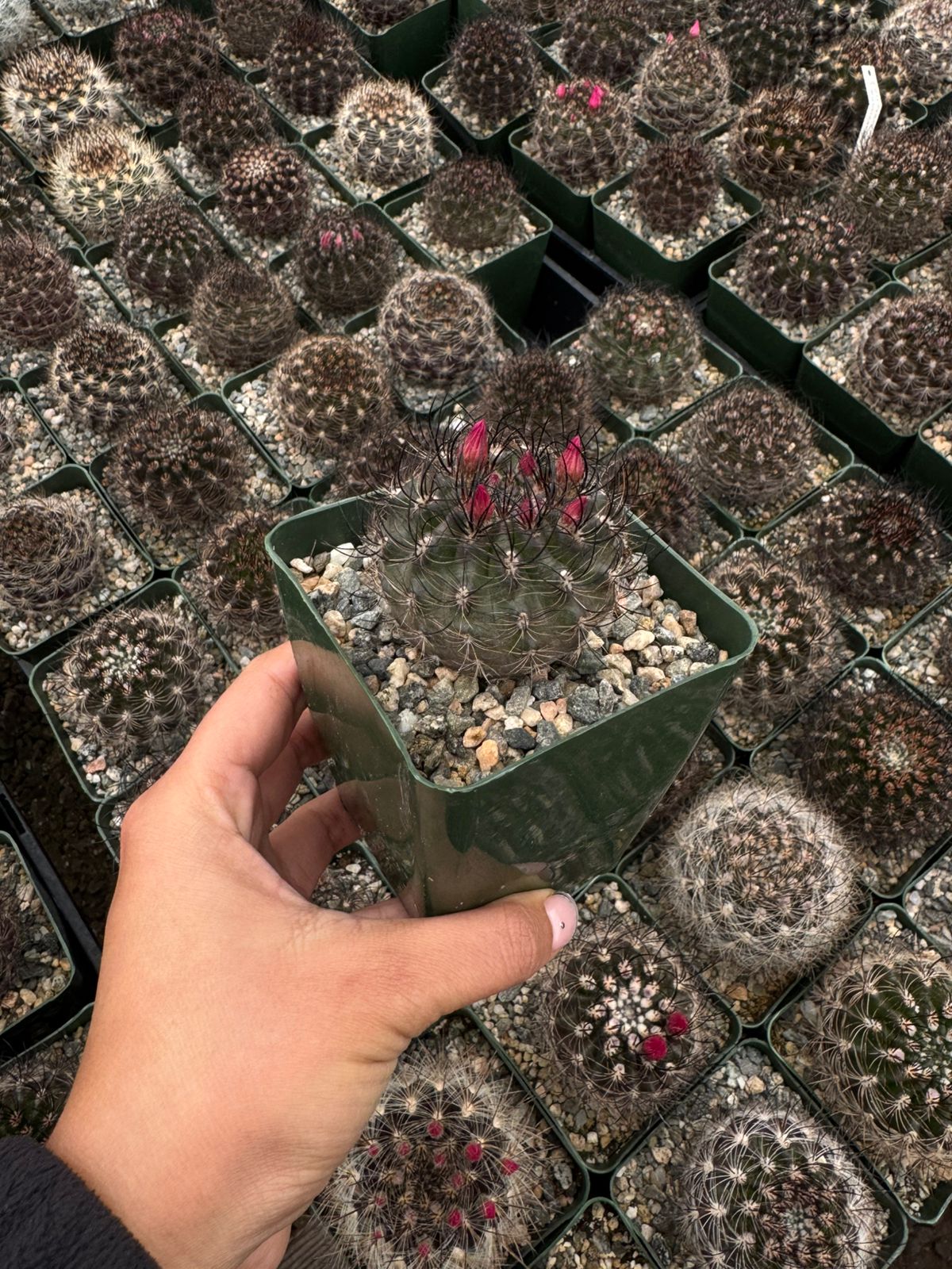 Neoporteria nidus f. Senilis