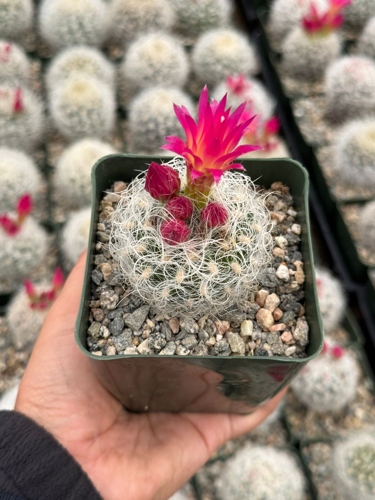 Neoporteria nidus f. Senilis