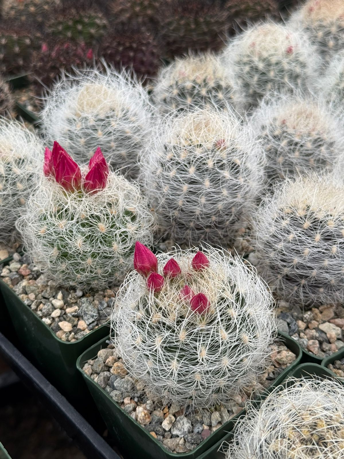 Neoporteria nidus f. Senilis