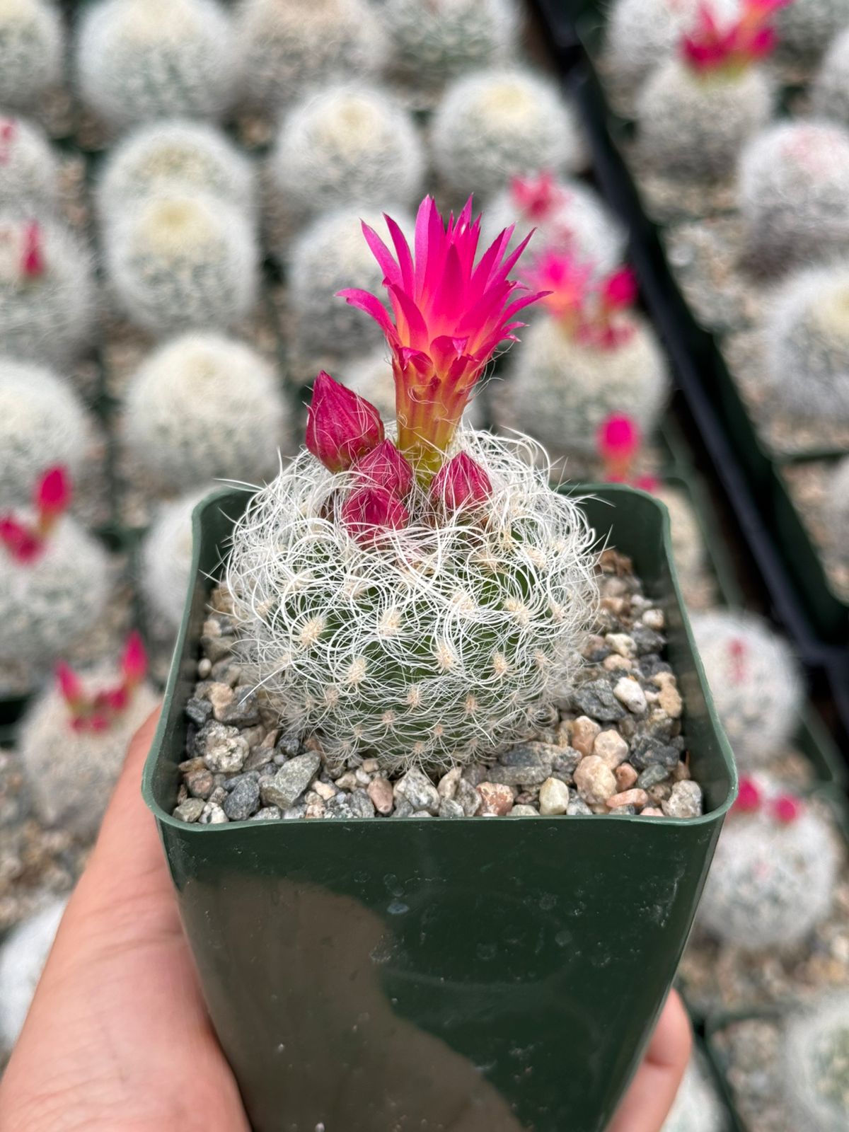 Neoporteria nidus f. Senilis