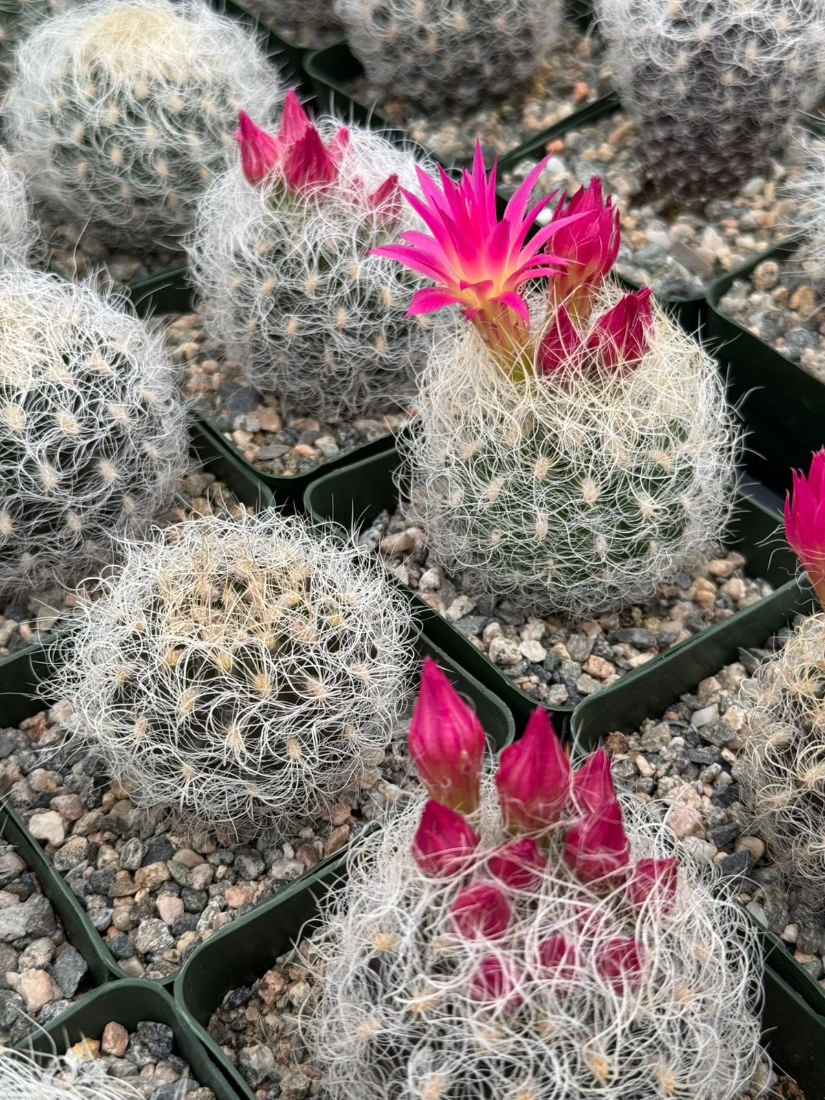 Neoporteria nidus f. Senilis
