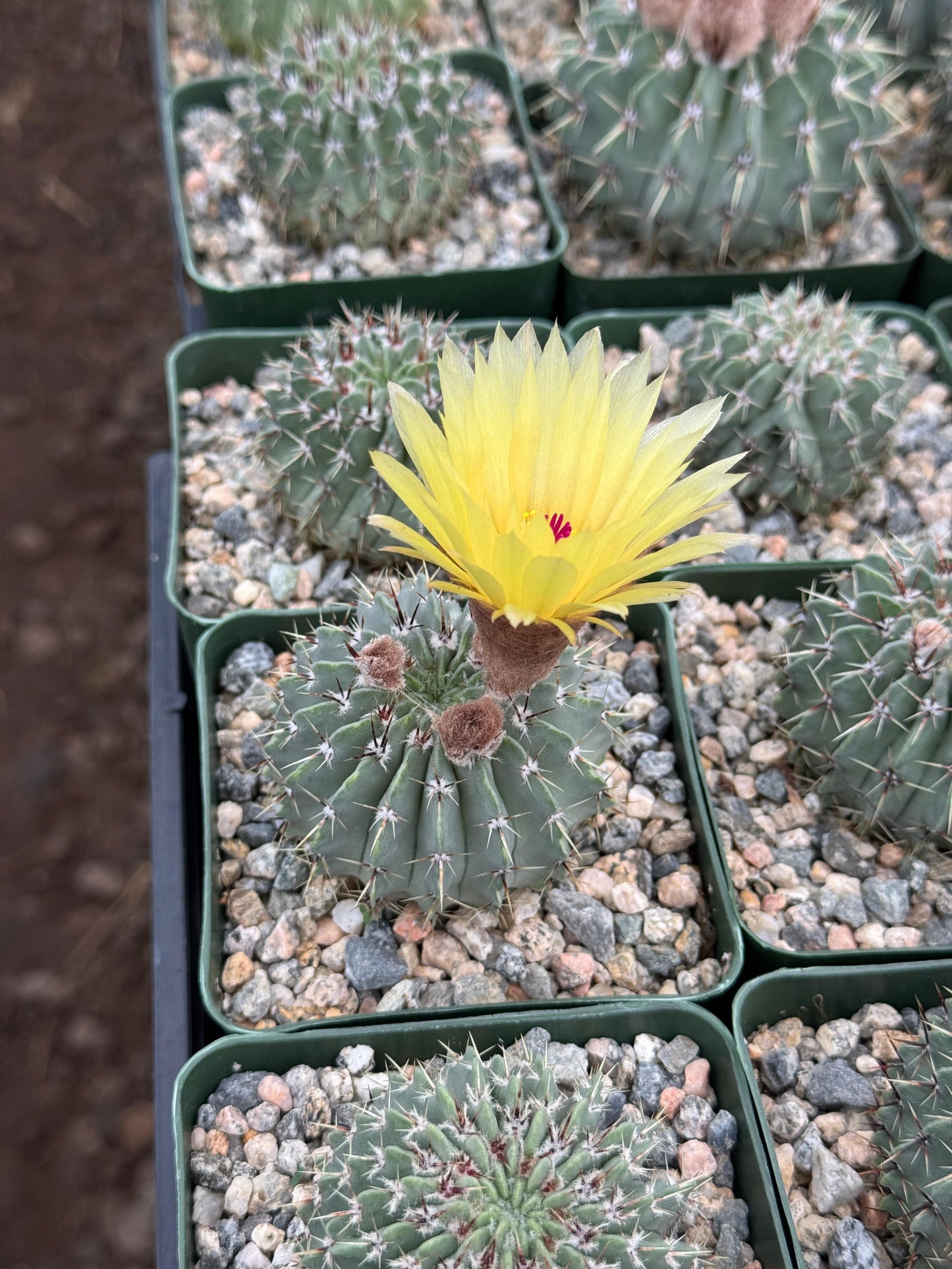 Notocactus buiningii