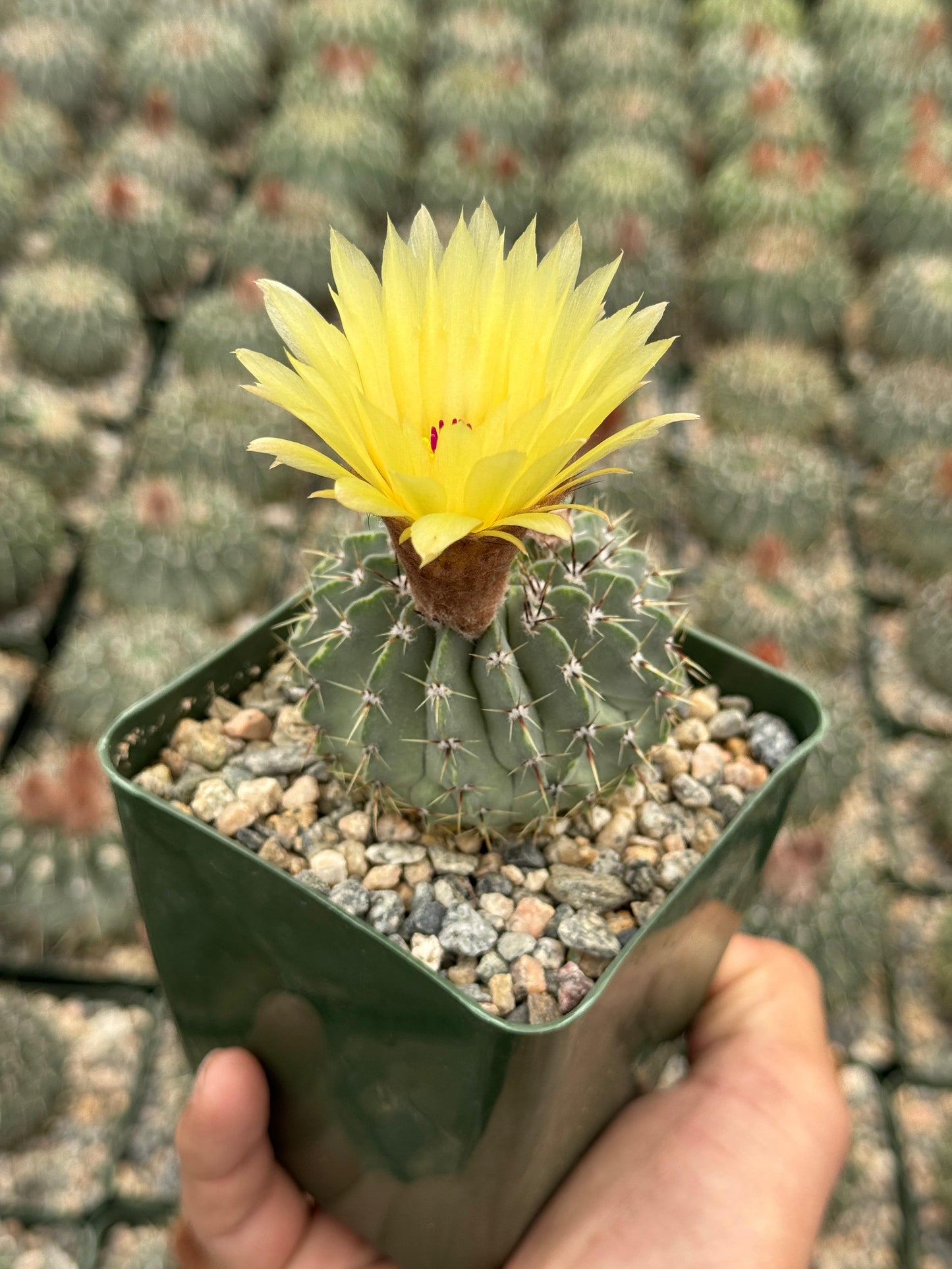 Notocactus buiningii