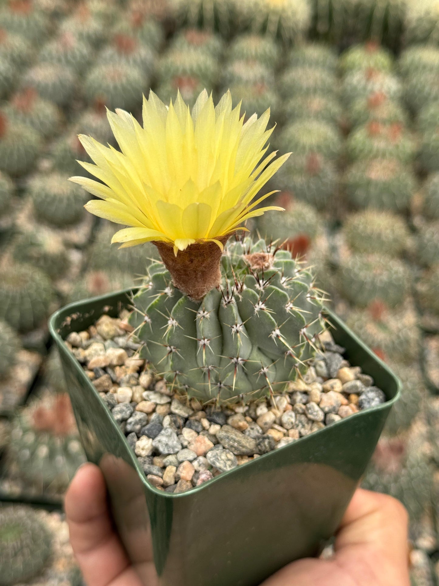 Notocactus buiningii