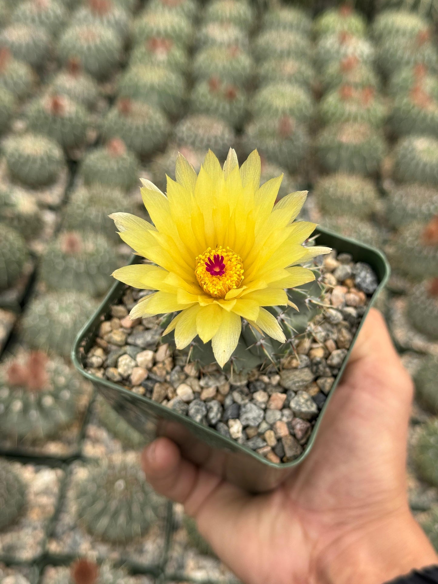 Notocactus buiningii