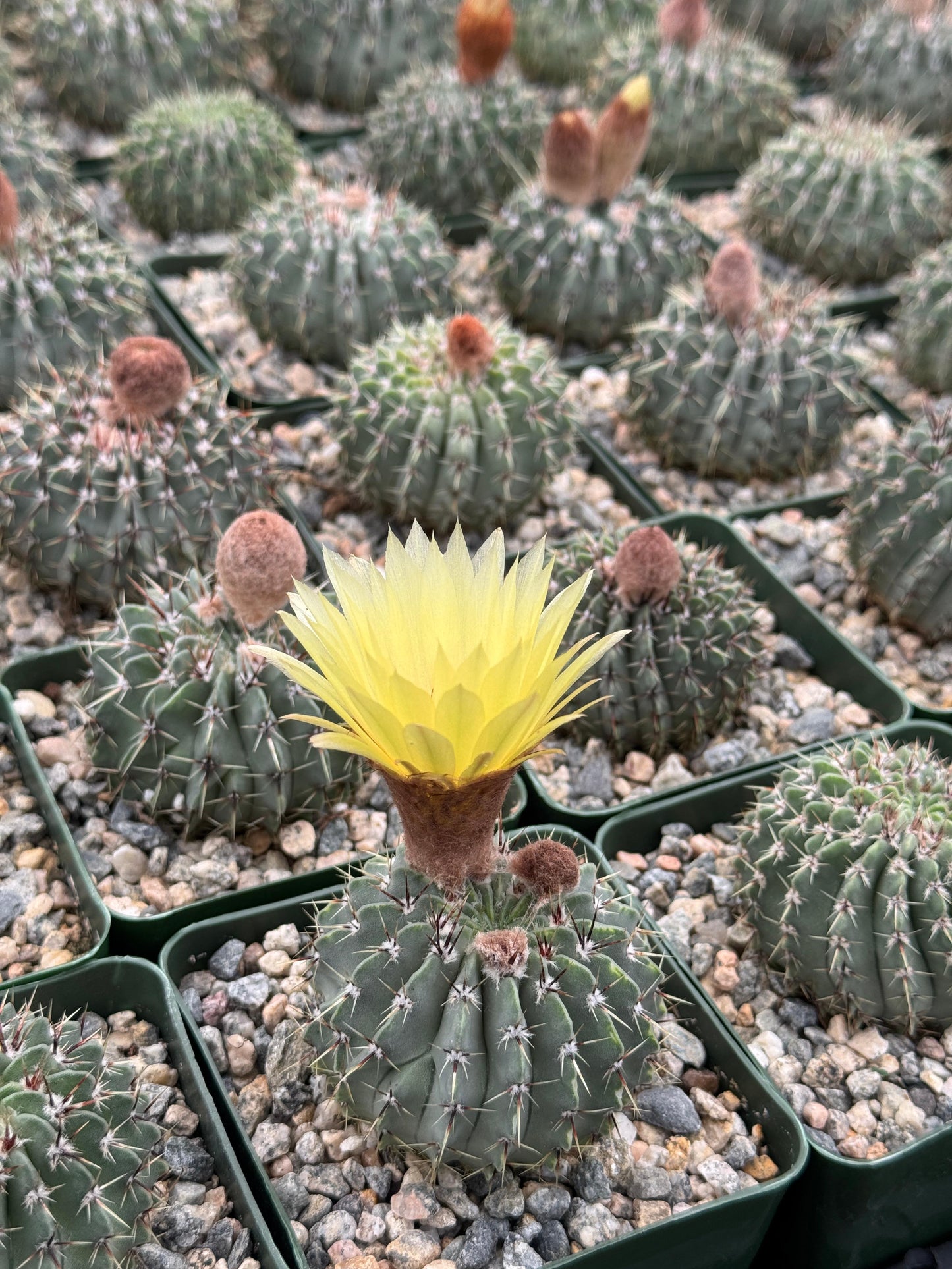 Notocactus buiningii
