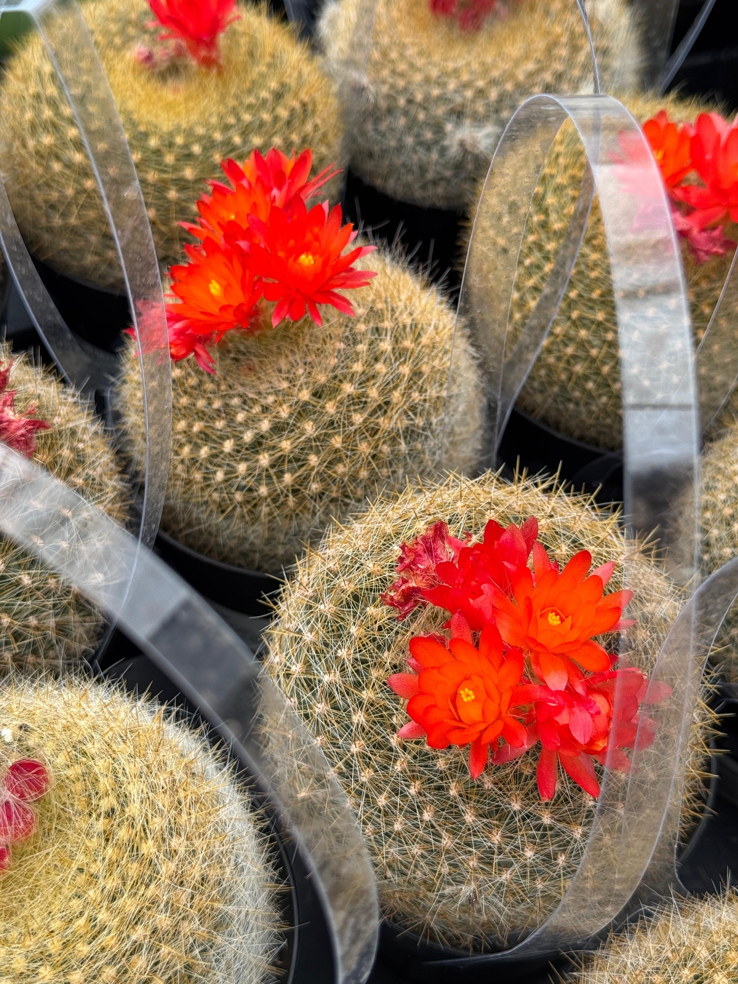 Notocactus haselbergii