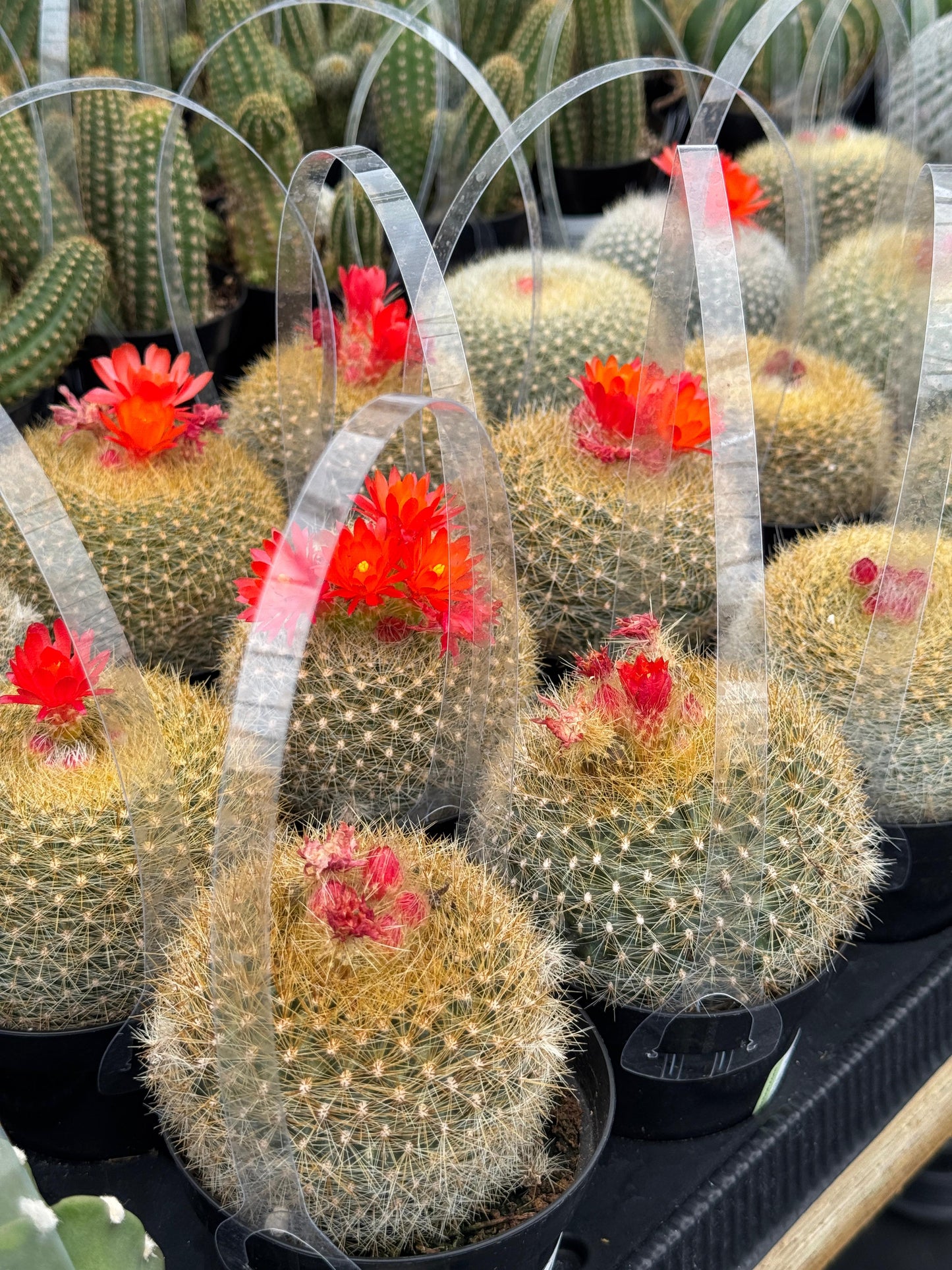 Notocactus haselbergii