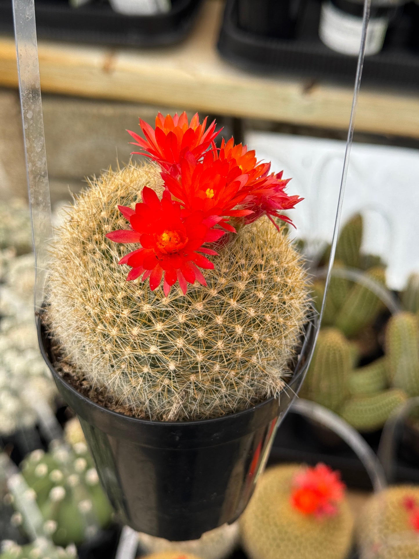 Notocactus haselbergii