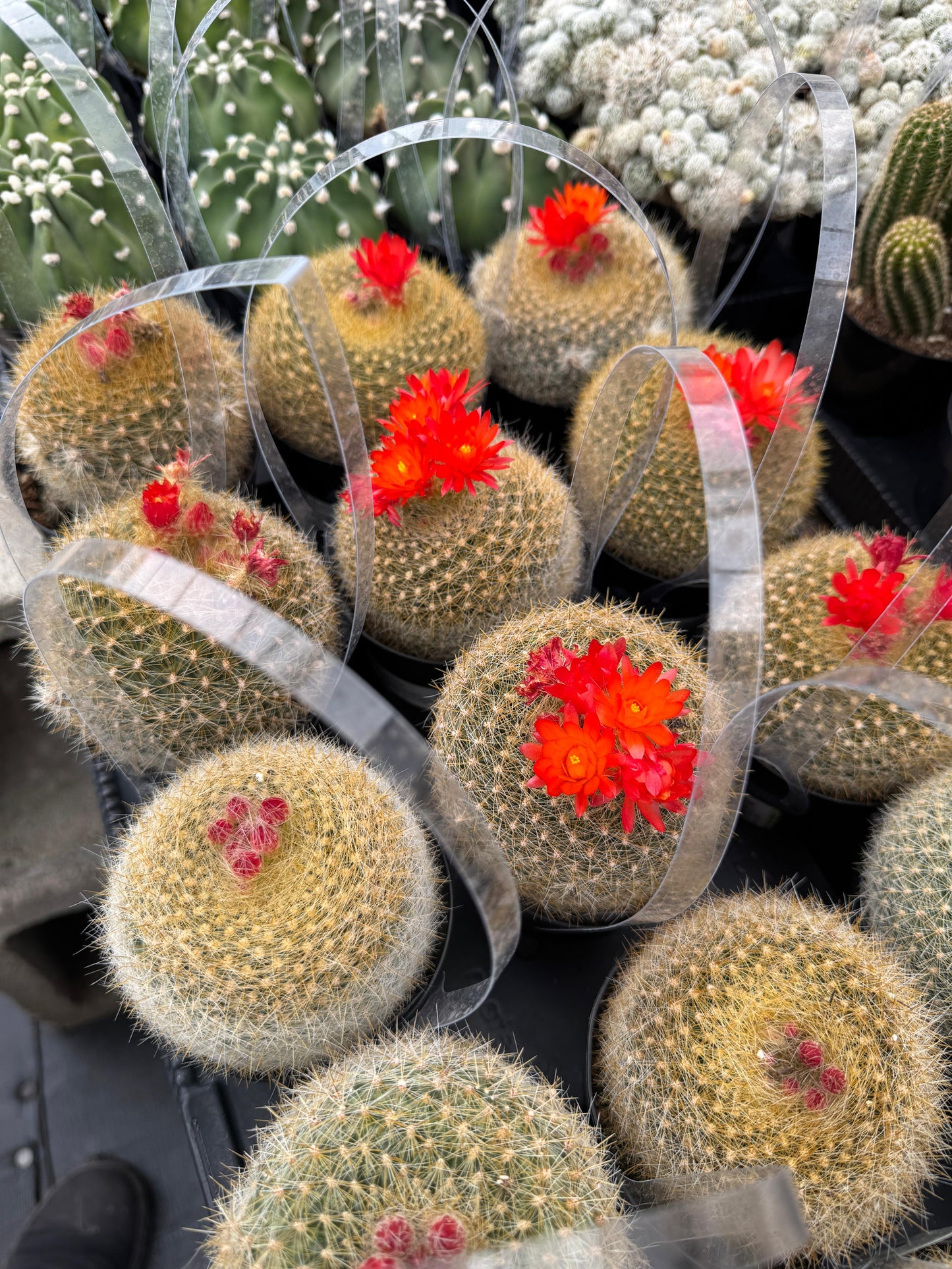 Notocactus haselbergii