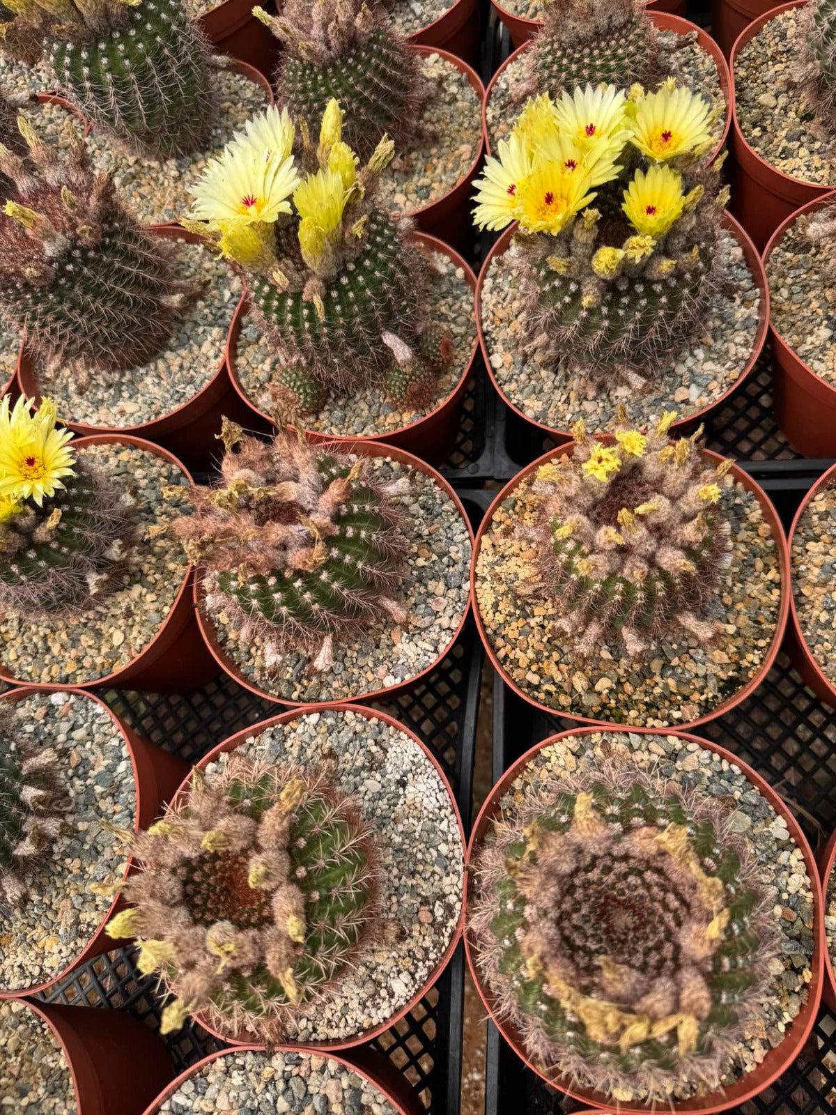 Notocactus vanvlietti 6”