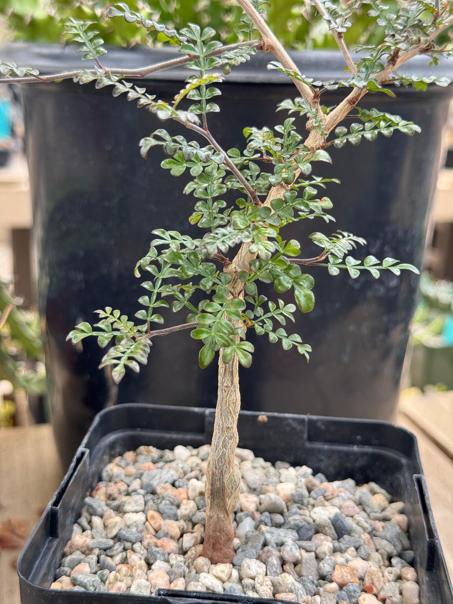 Operculicarya decaryi