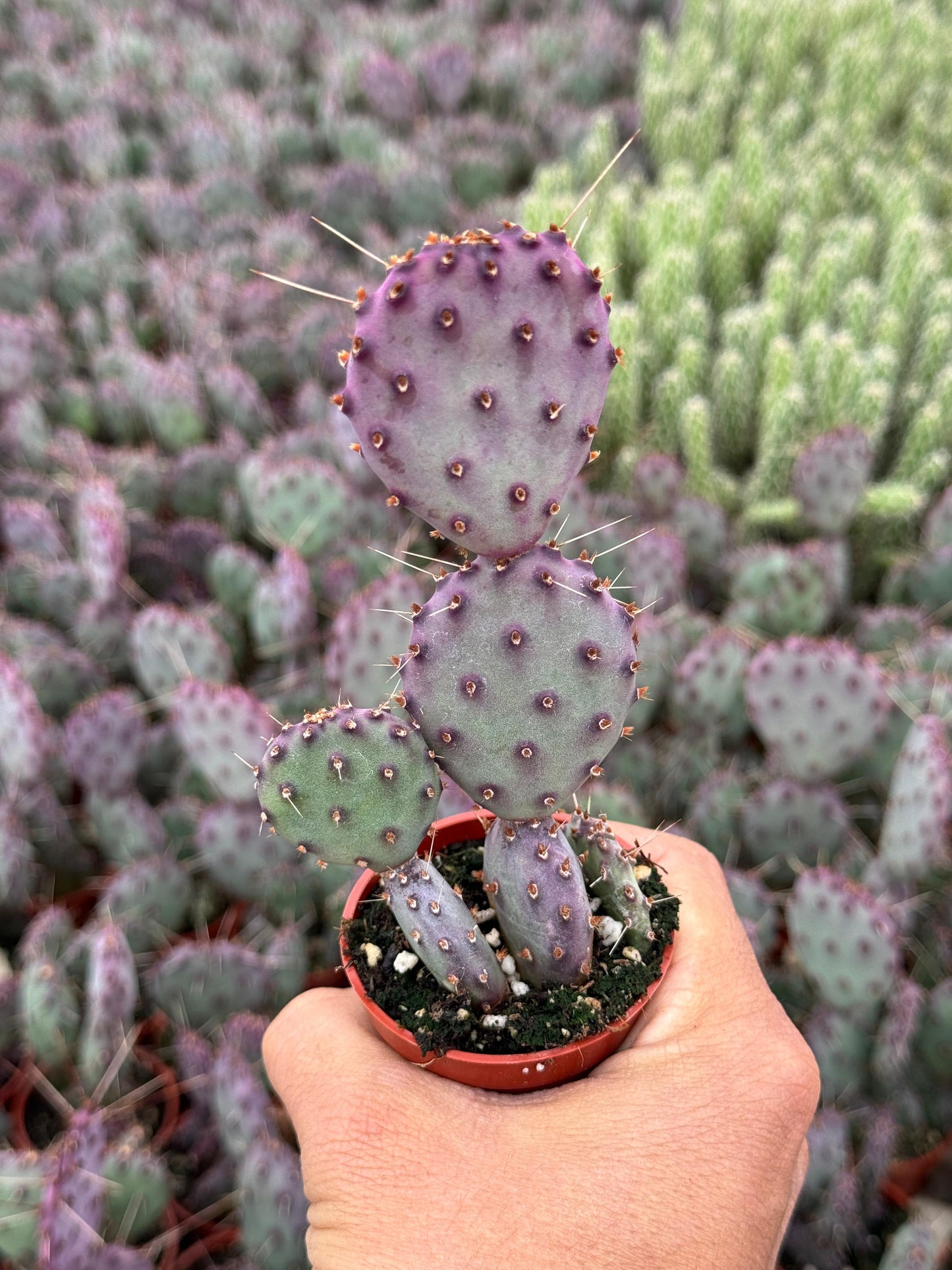 Opuntia Santa Rita 2.5”