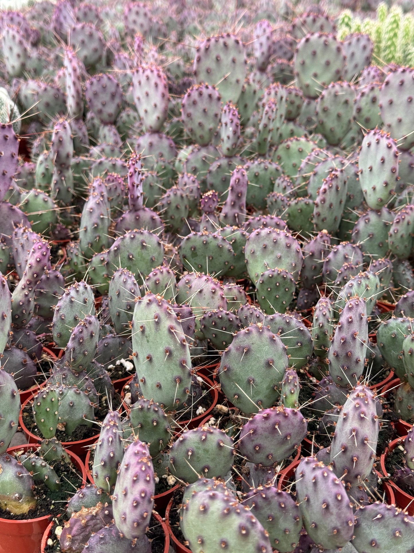 Opuntia Santa Rita 2.5”