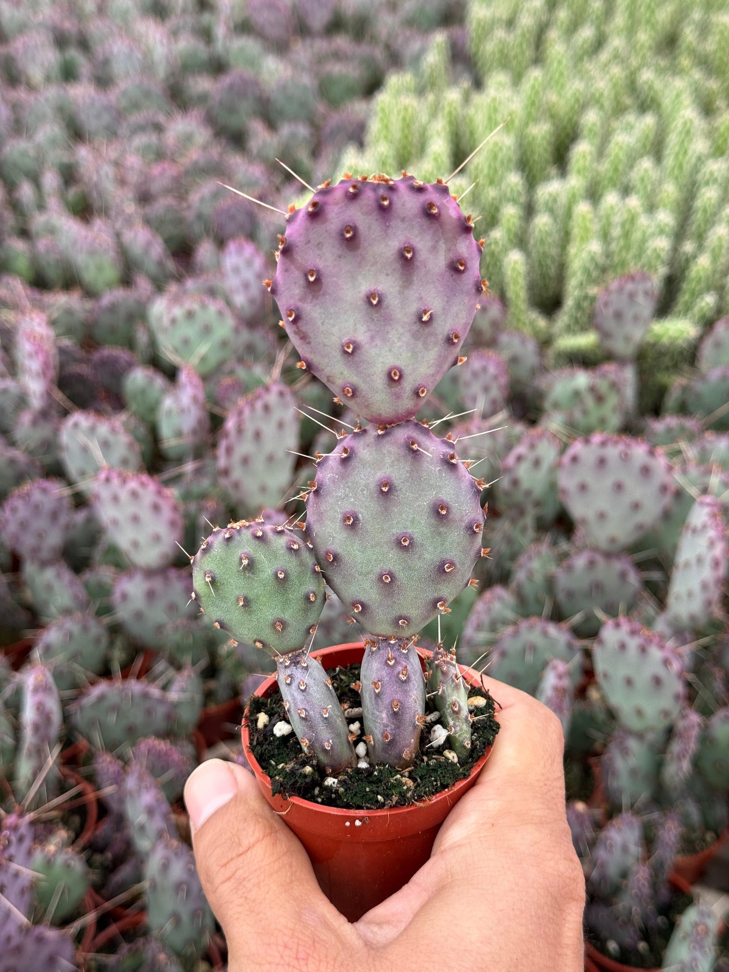 Opuntia Santa Rita 2.5”