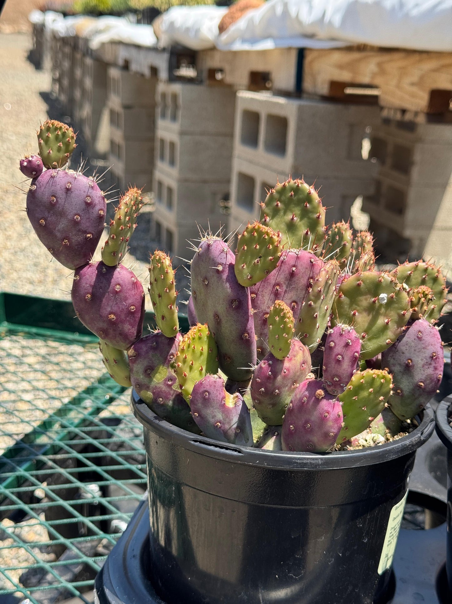Opuntia baby Rita